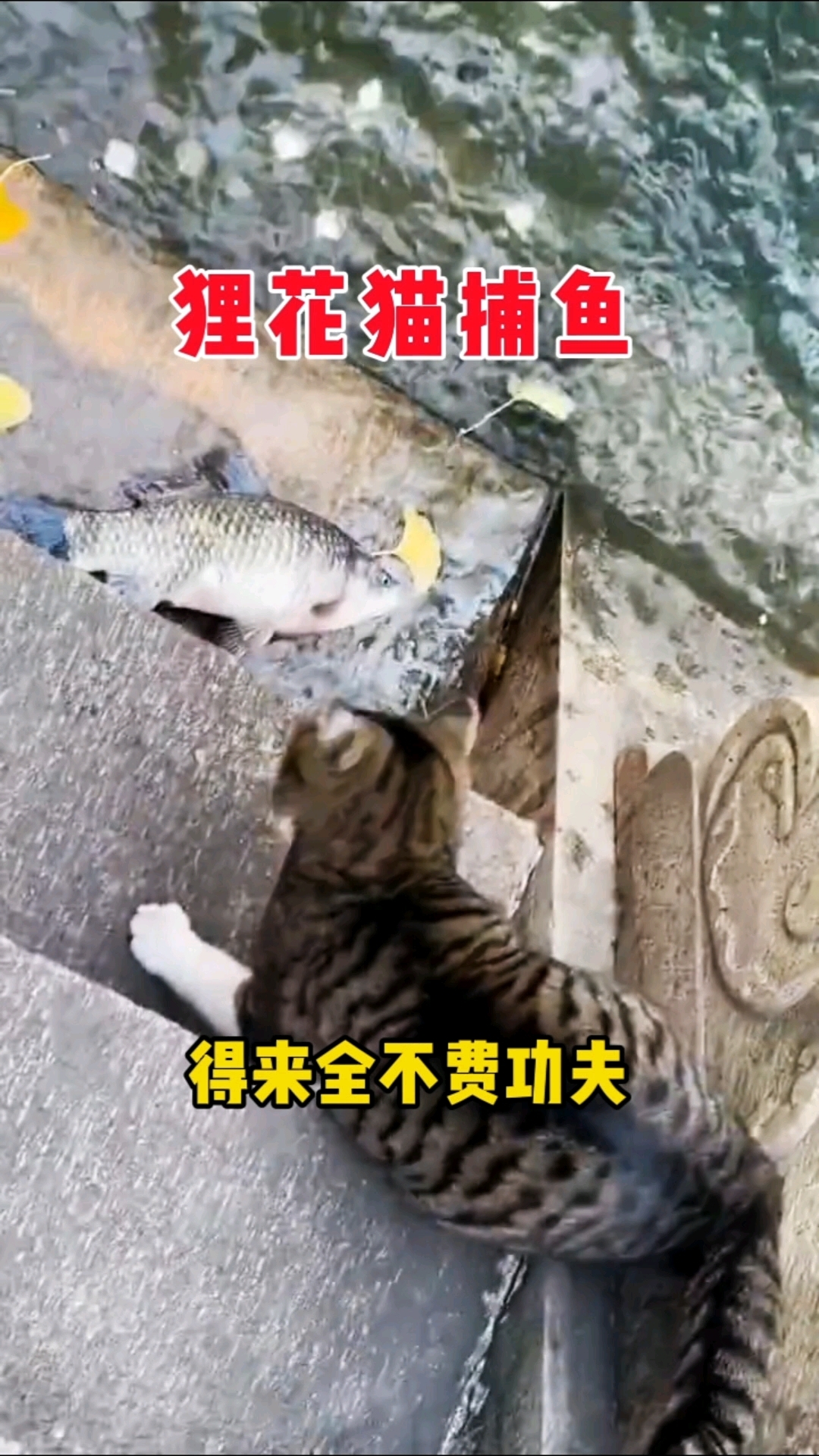 狸花猫抓鱼很轻松