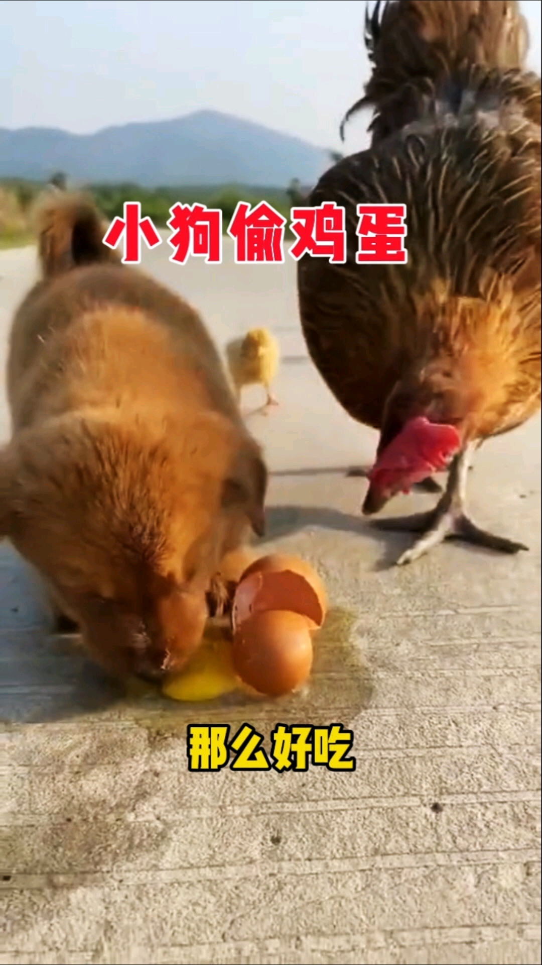 小狗偷吃鸡蛋,母鸡怒了一顿揍