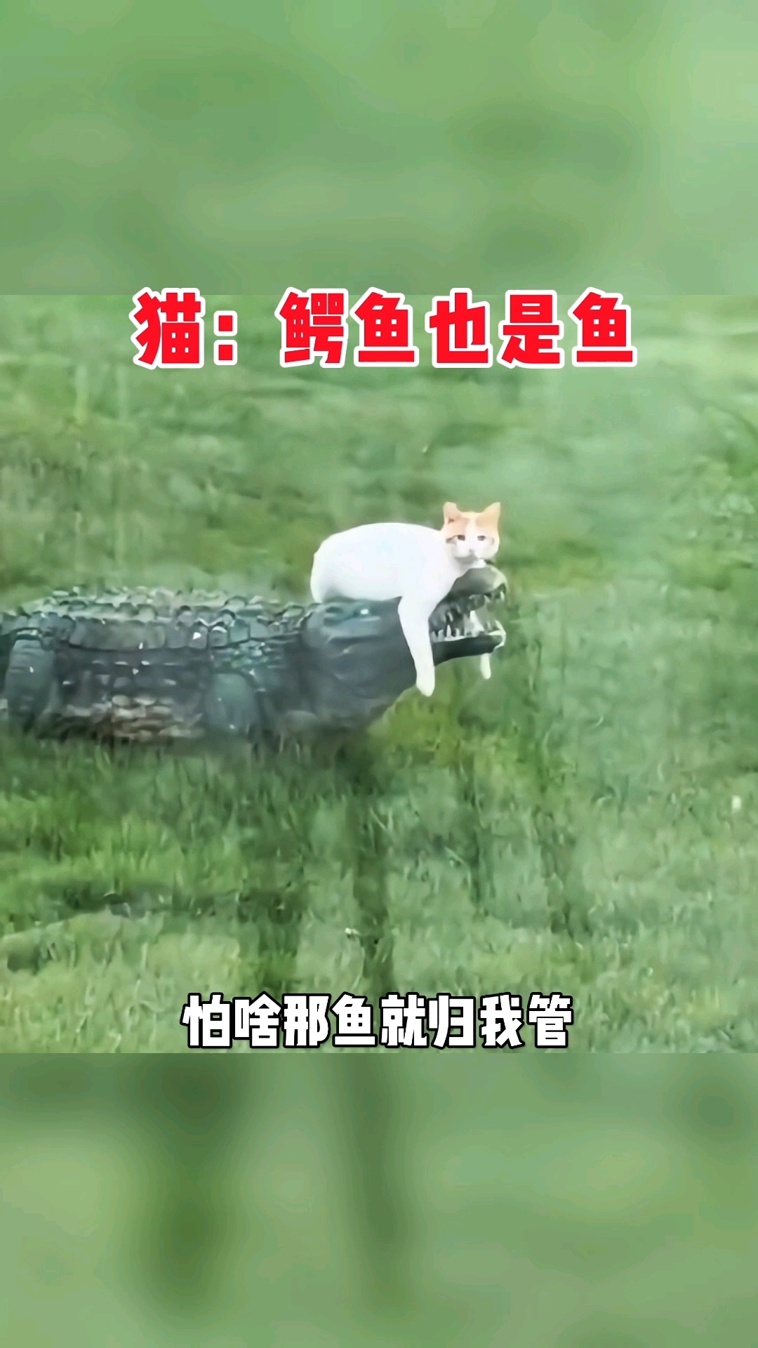 猫:鳄鱼也是鱼,是鱼就归我管