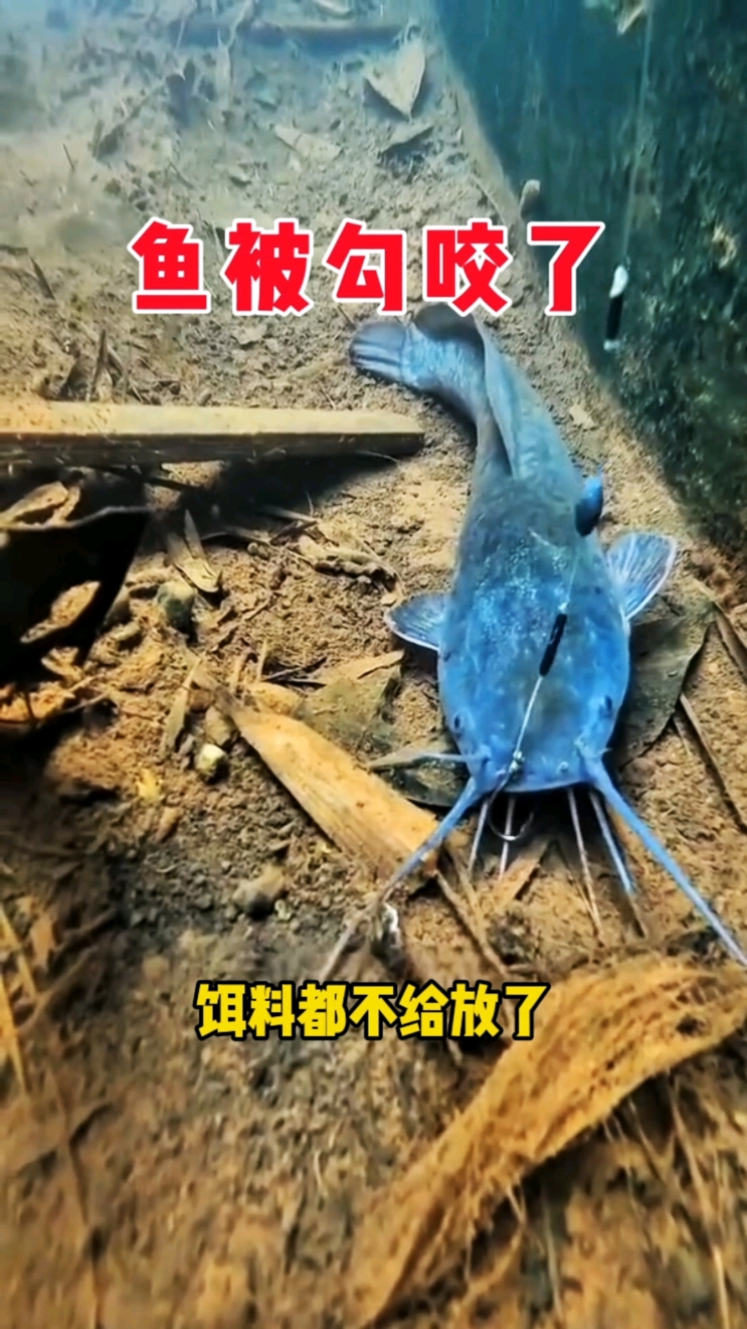鱼：来钓鱼好歹放点鱼饵啊