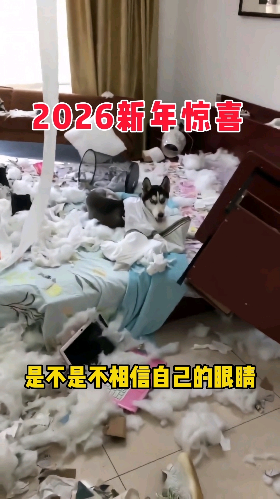 2026年第一天被二哈拆家,晚上有点想吃狗肉了