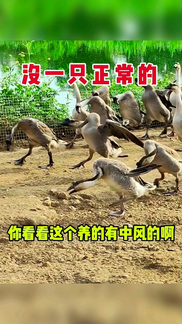 这批鹅苗有点病，二次创业失败了