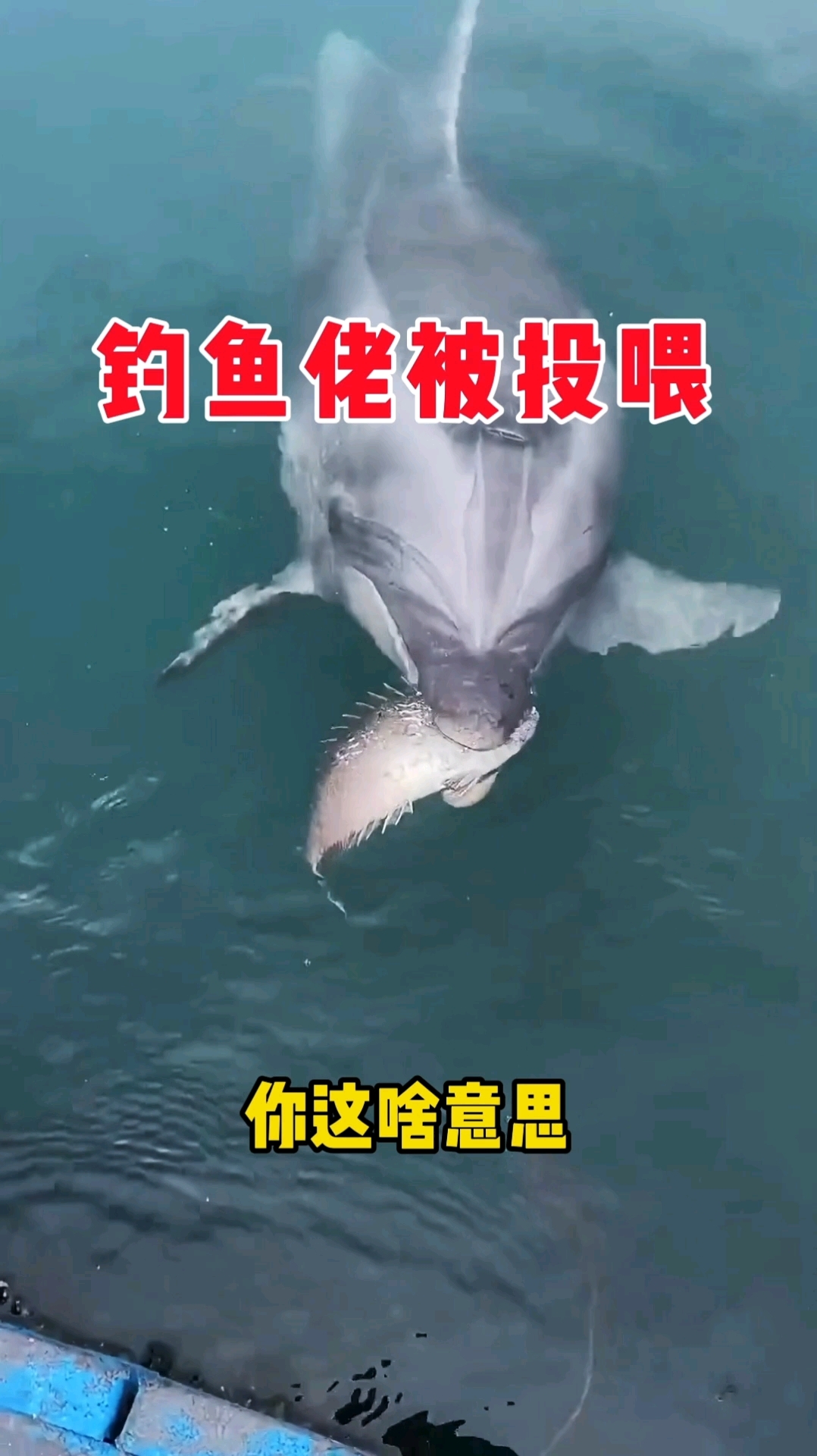 钓鱼佬天天空军,鱼都看不下去了