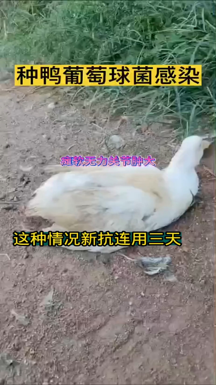 鸭腿软腿瘸站不起来