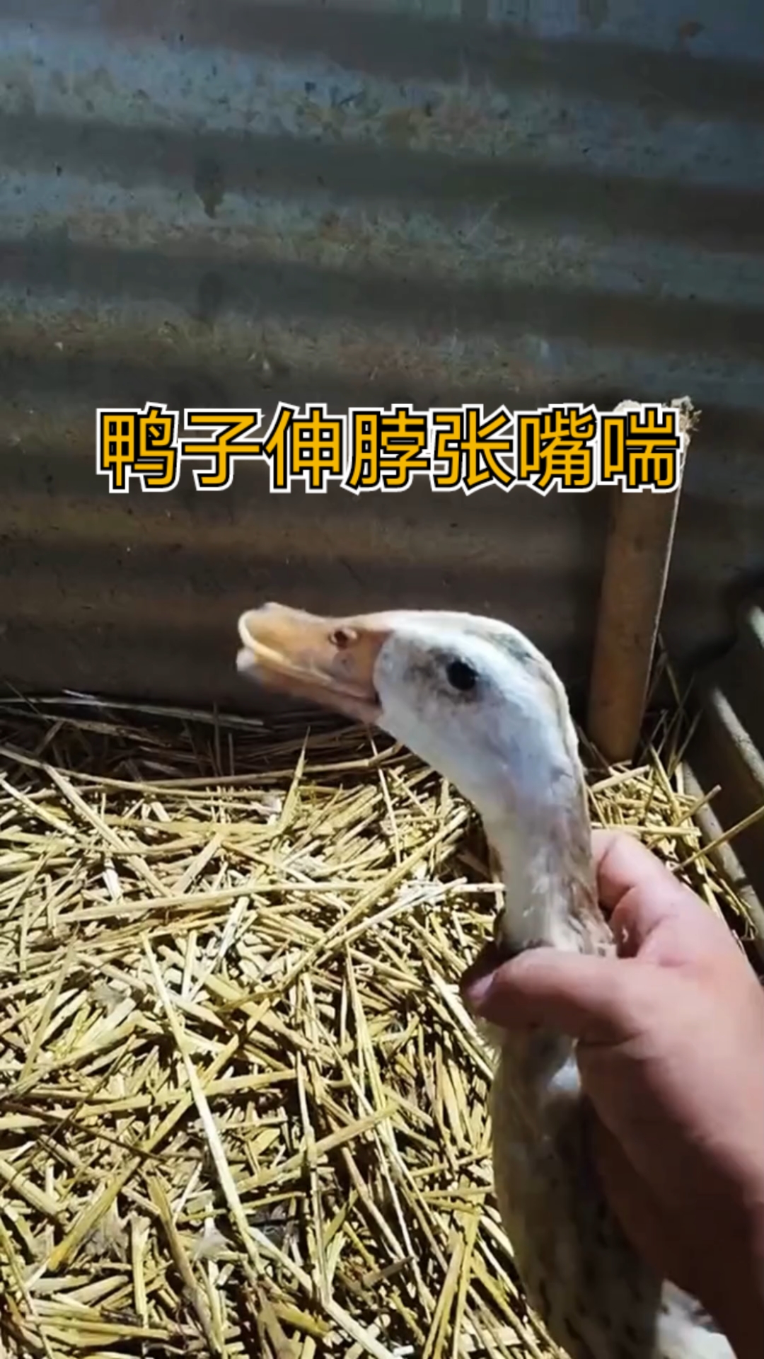 鸭子伸脖张嘴喘鸭气囊炎