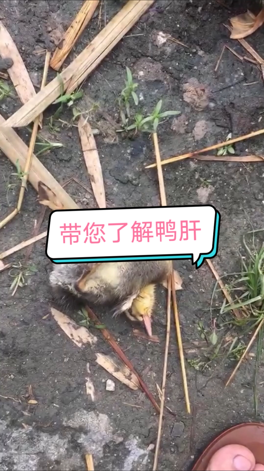 带您了解鸭肝症状及解决方案
