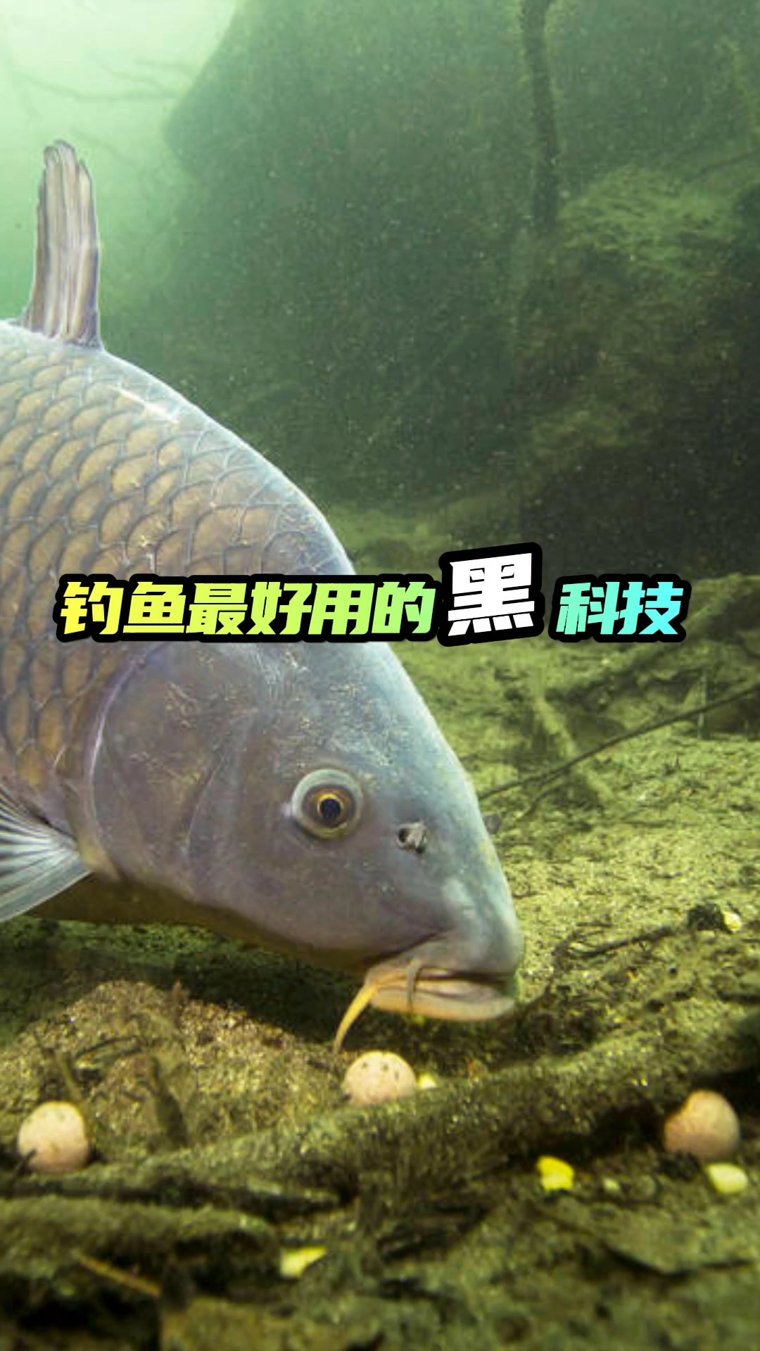 钓鱼最好用的两个黑科技!#钓鱼# #百大素人计划#