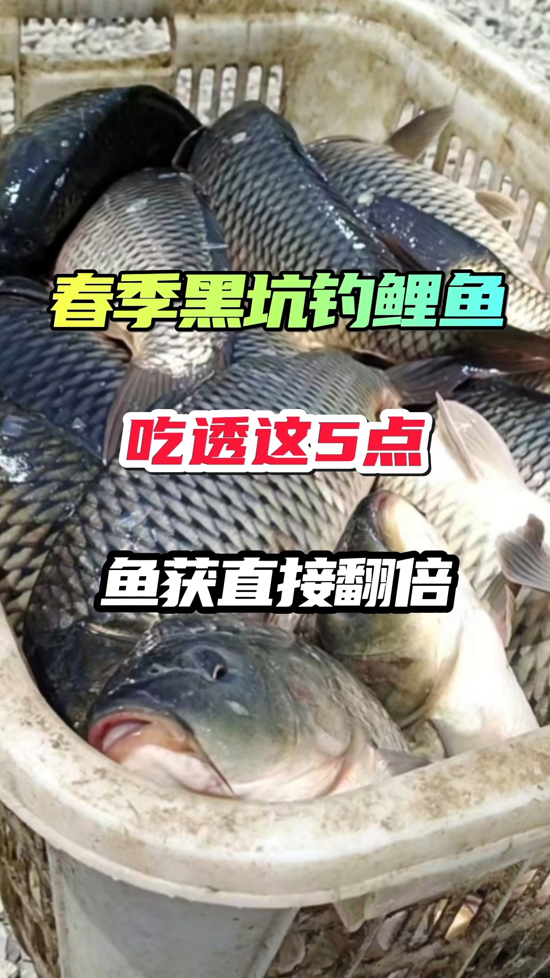 春季黑坑钓鲤鱼,吃透这5点,鱼获直接翻倍!