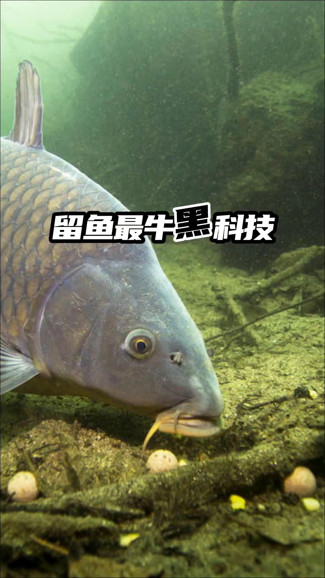 留鱼最牛黑科技！#钓鱼# #优质视频激励计划# #百家号618现金奖励带货挑战赛#