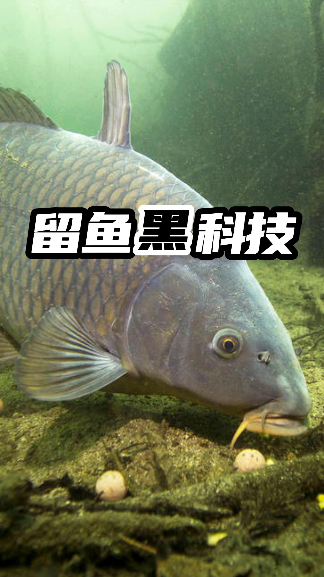 留鱼黑科技！#钓鱼黑科技# #钓友必看技巧# #百度app连更挑战#