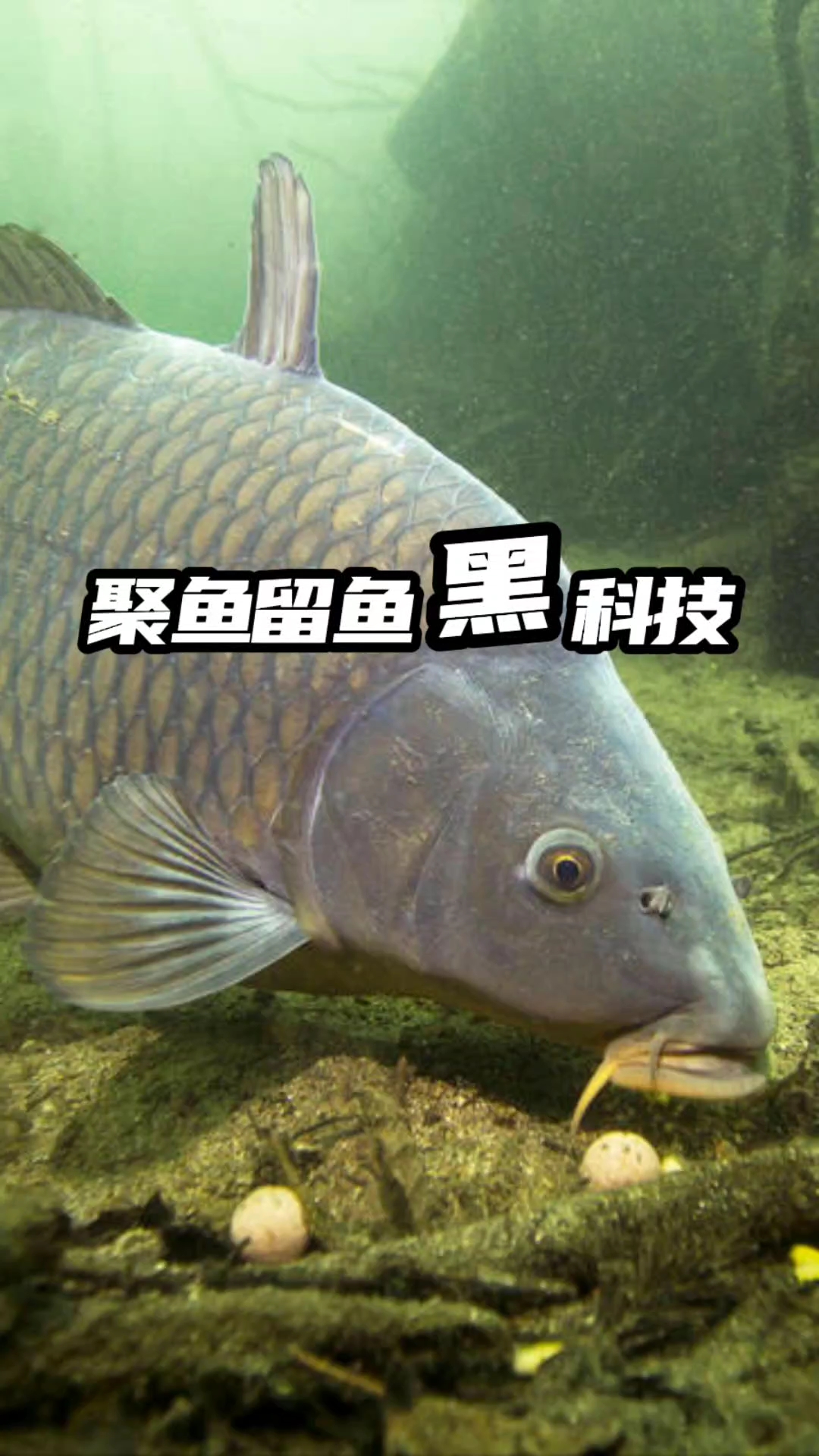 聚鱼留鱼黑科技，让你感受连竿爆护的快乐！