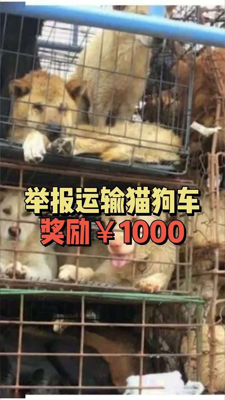 看谁还敢吃猫狗肉,玩命呢。。。。。。