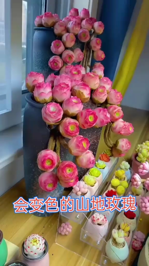 山地玫瑰:懒人也能养爆盆的变色多肉