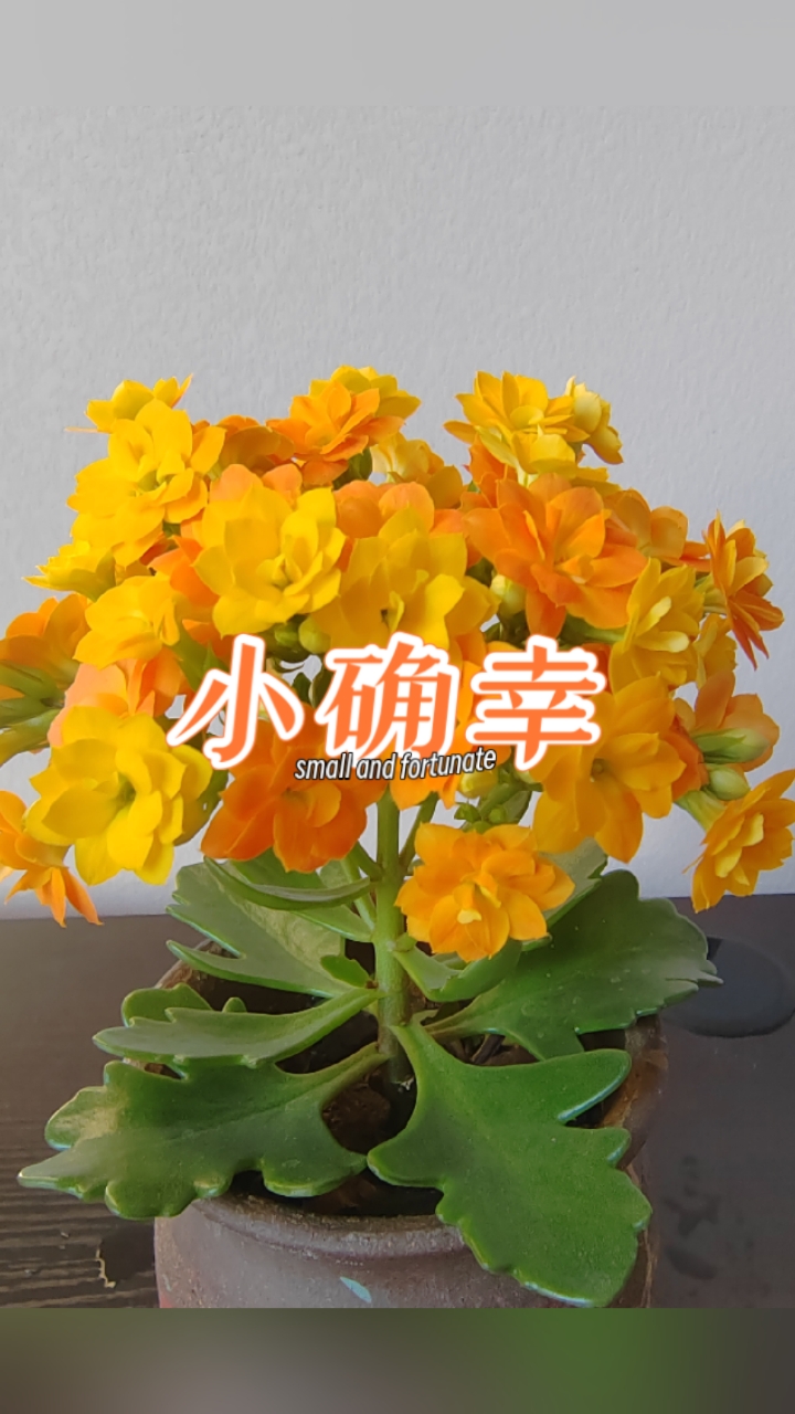 长寿花婚礼冰淇淋太漂亮啦