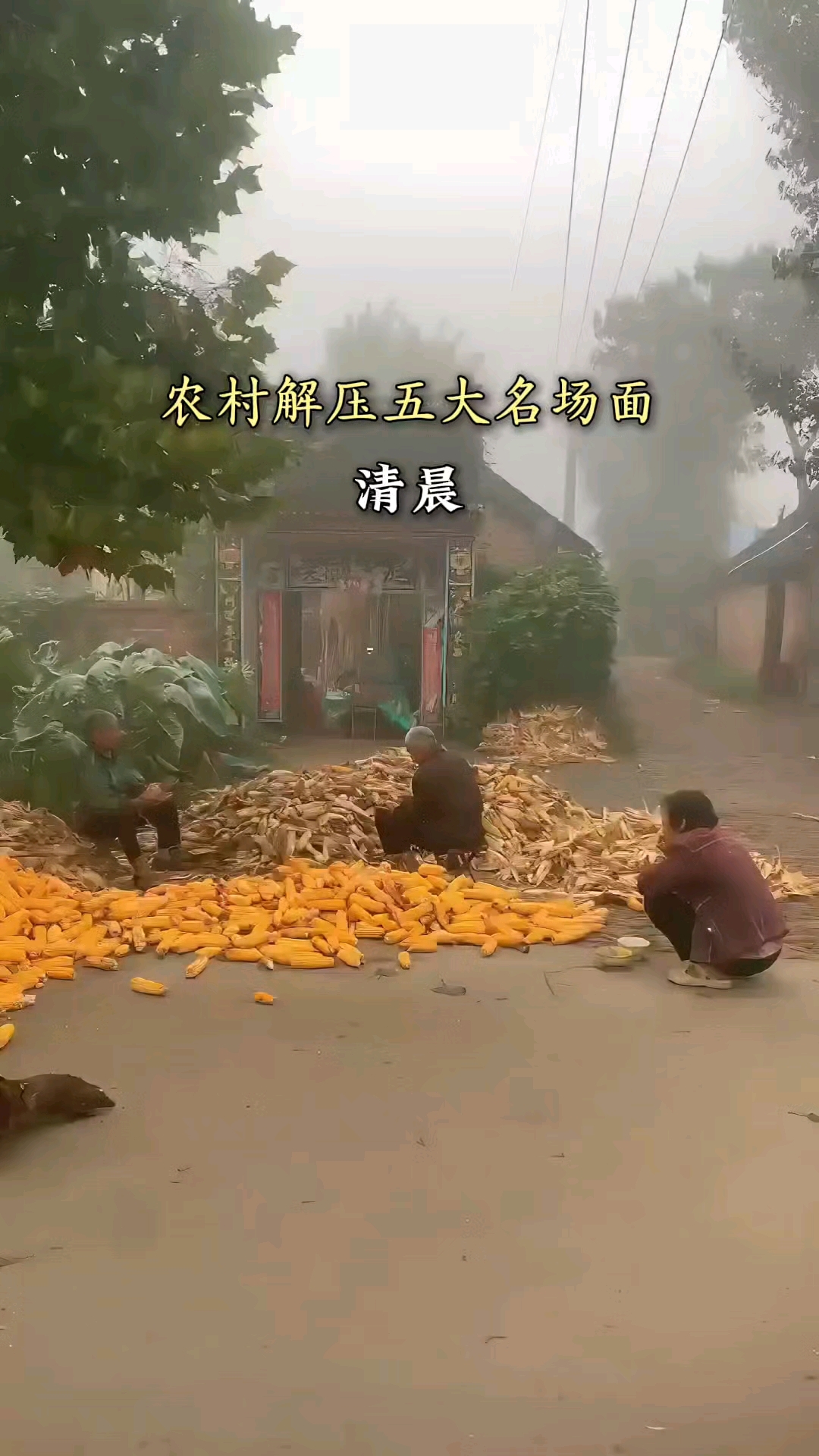 老家才是疲惫生活的解药,也许是秋天清晨的第一声鸡鸣