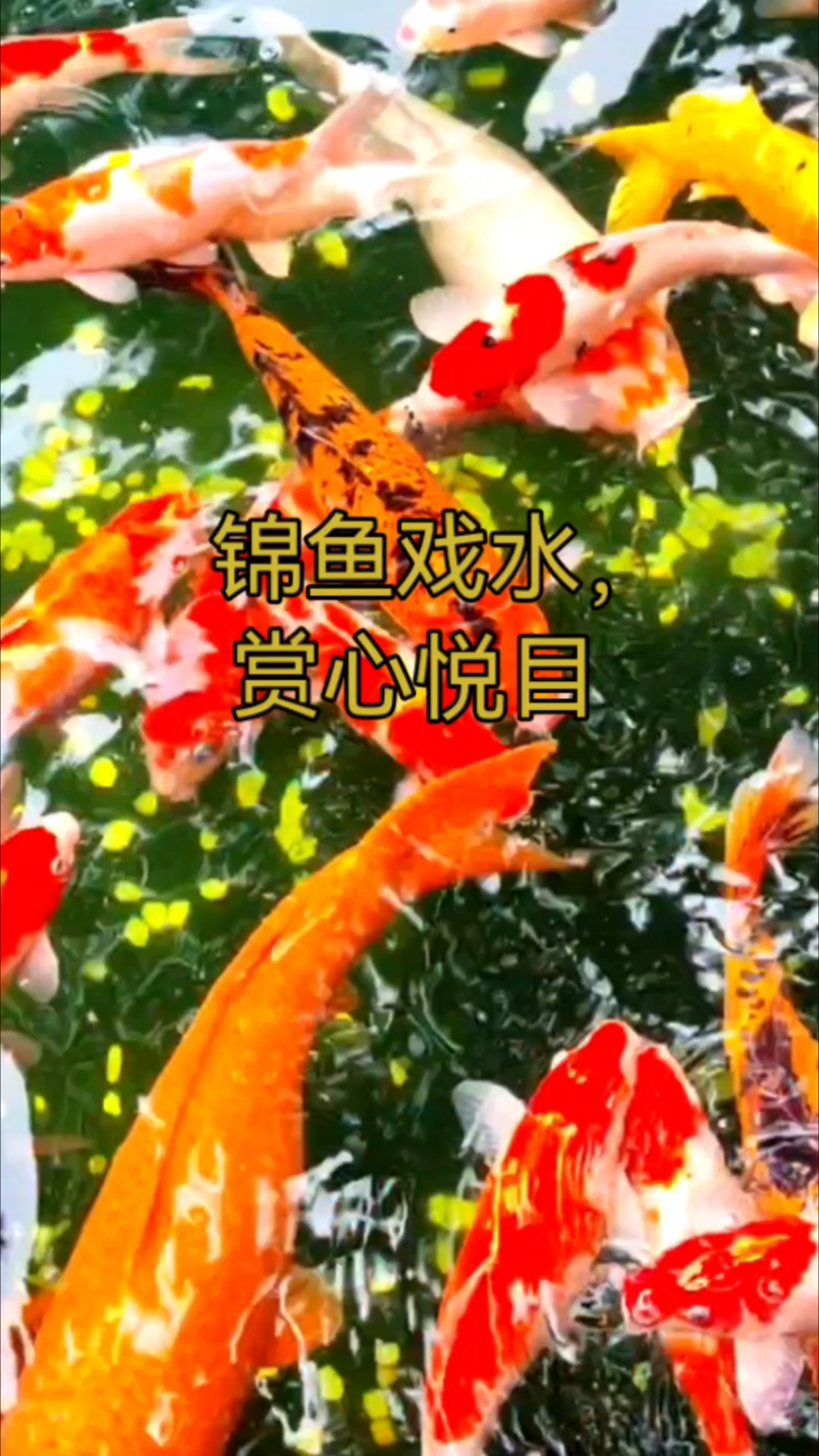 发个锦鱼视频，愿莘莘学子高考如意