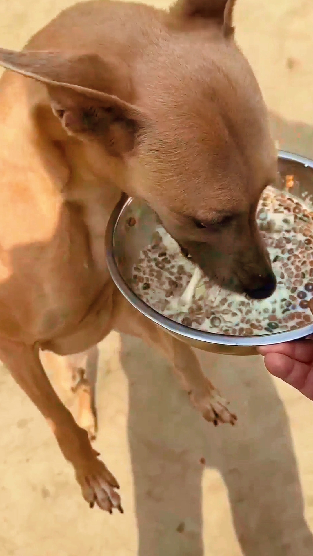 肉狗养殖便宜的食物。
