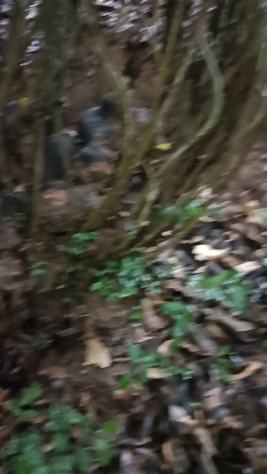 著莨又叫鸡血莲,红孩儿