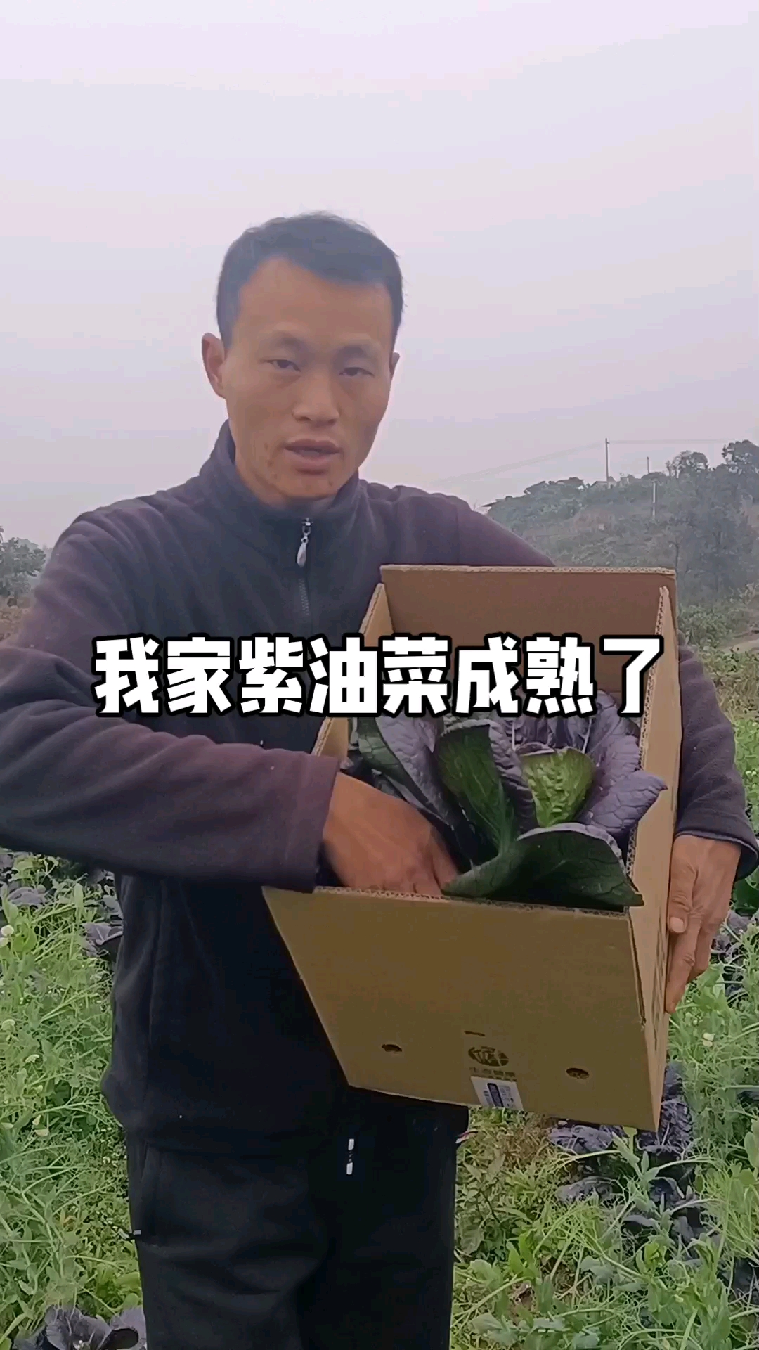 看看我家天然自然生长成熟的#紫油菜