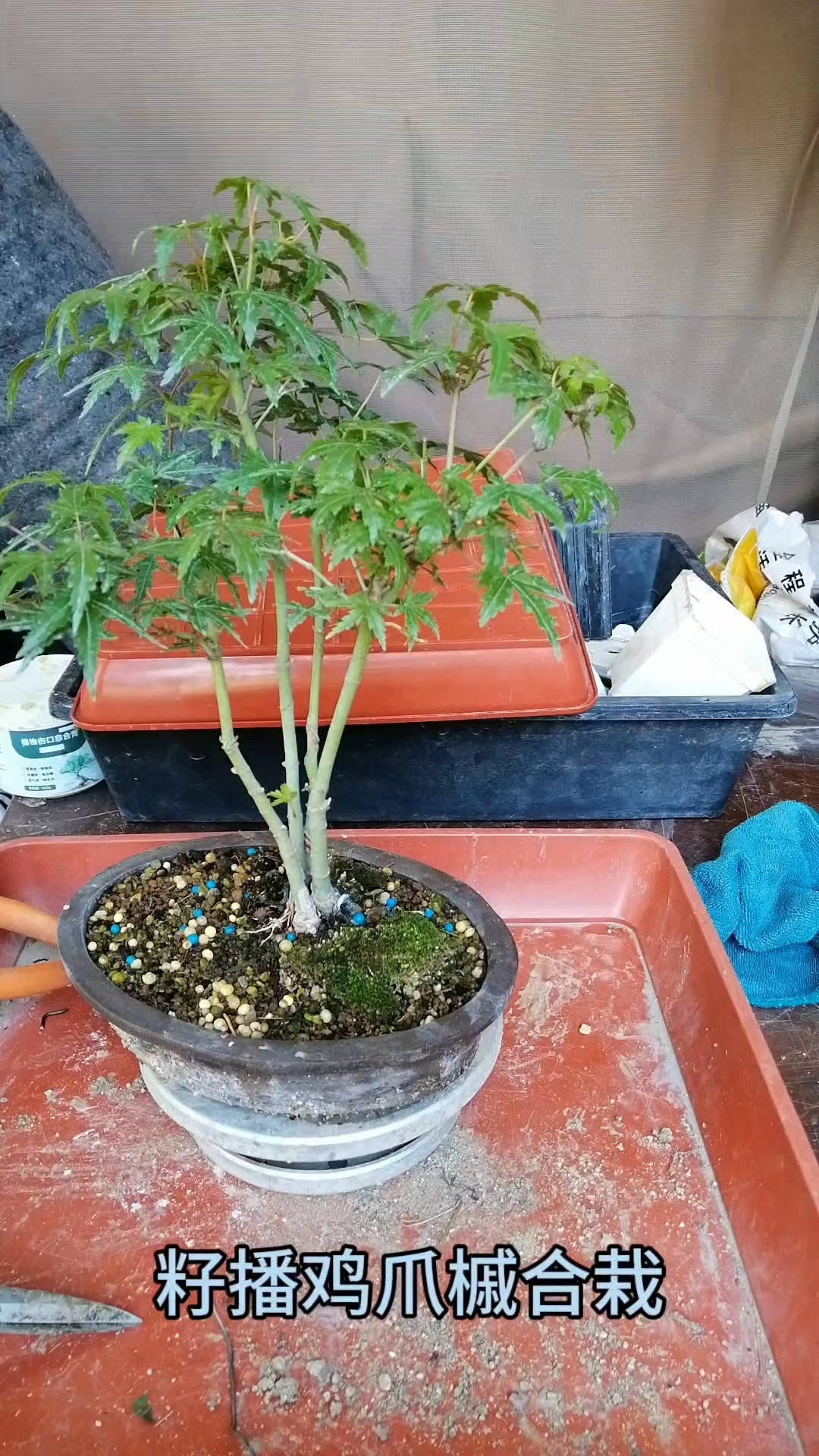 鸡爪槭丛林