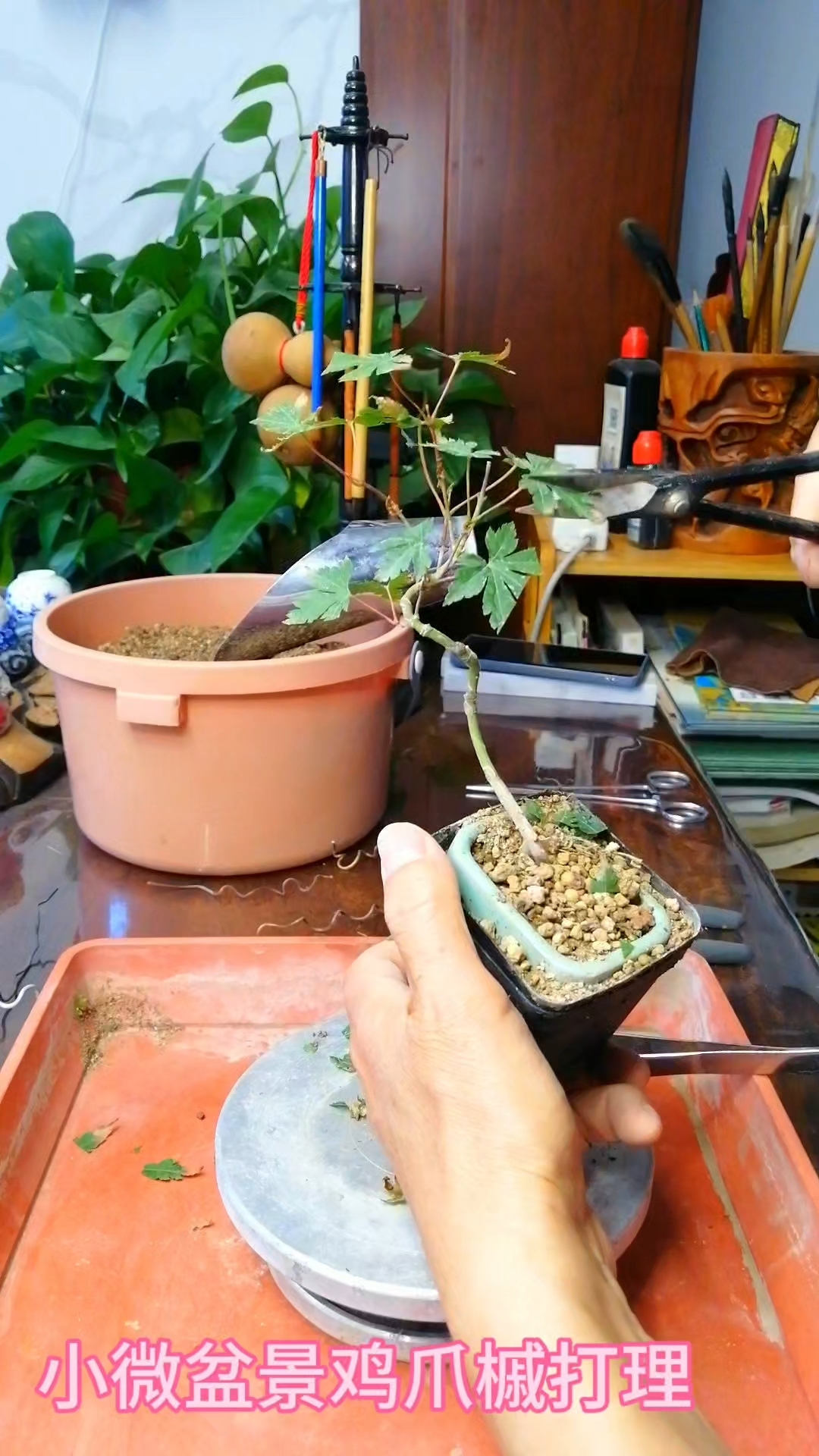 籽播鸡爪槭盆景