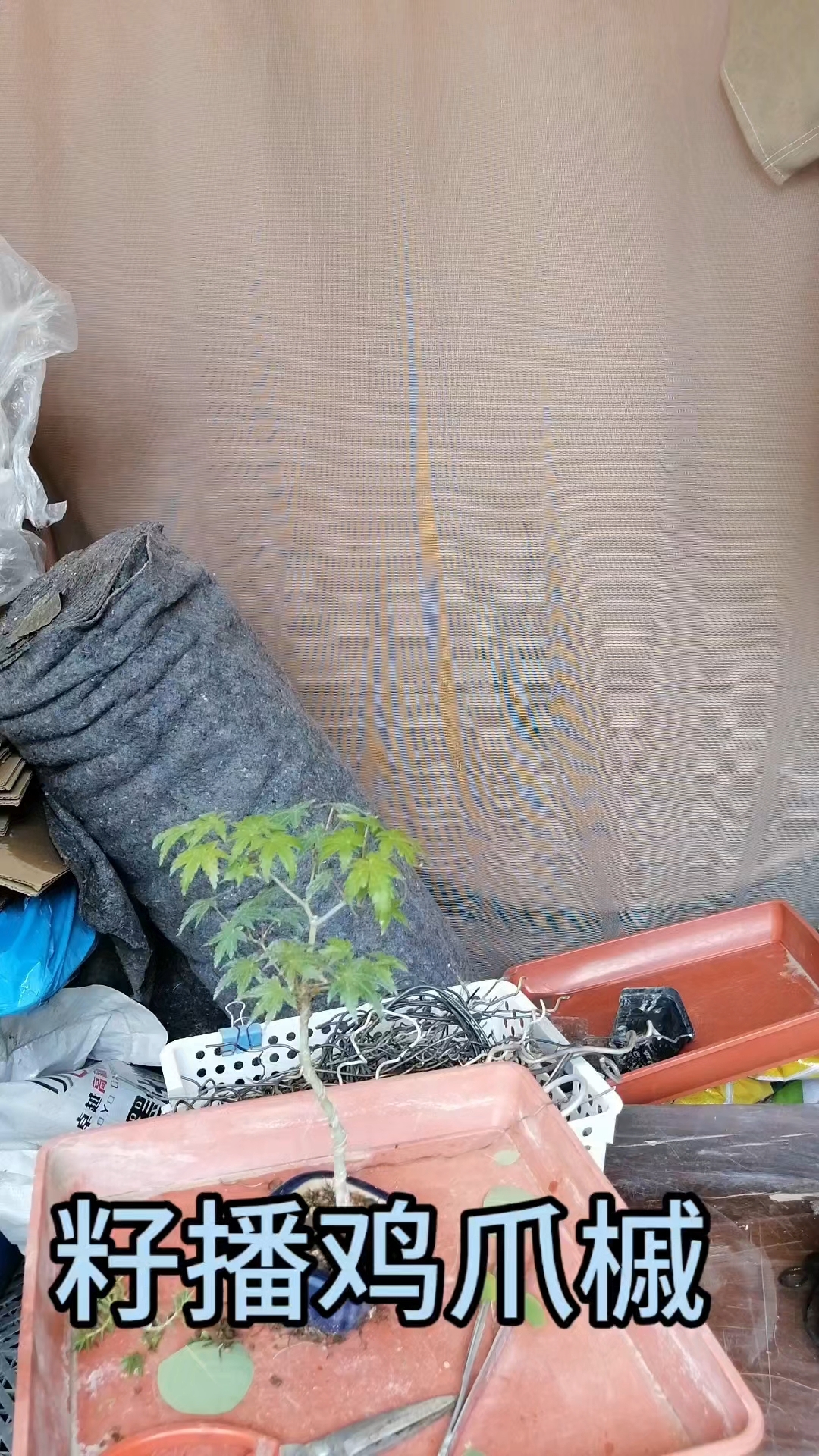 籽播鸡爪槭