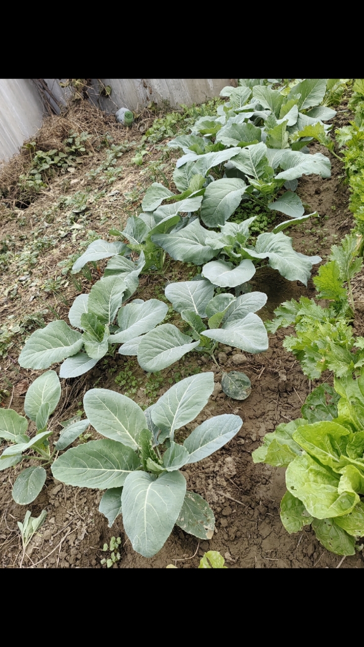 花菜西兰花长得太好了。收获的喜悦来得如此之快.无公害蔬菜。
