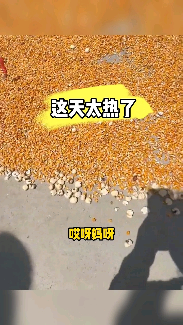 在路上晒玉米,直接变成爆米花了,太热了,你们那多少度啊
