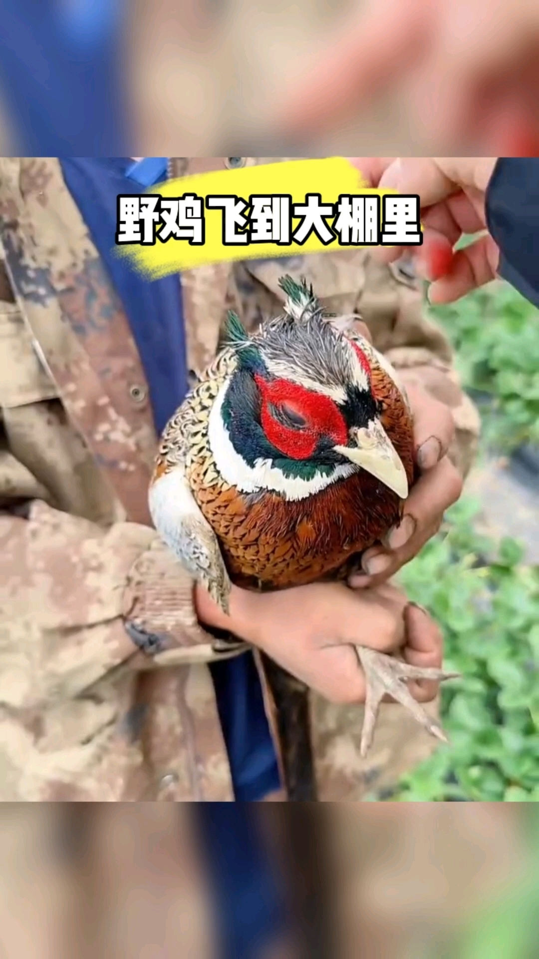 野鸡飞到了饭锅里啊!这玩意不能吃,还是放了吧