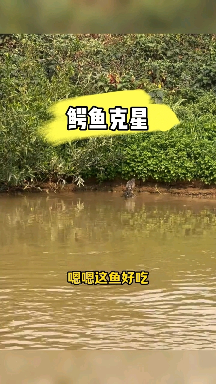 鳄鱼吃鱼,被鳄鱼的克星美洲豹给轻松拿捏了!鳄了么送餐