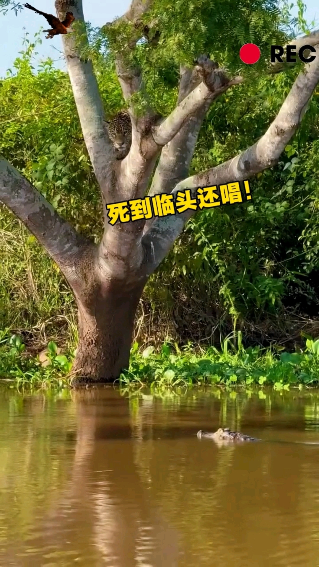 美洲豹在埋伏水里的鳄鱼,一个俯冲下去,鳄鱼豹子纷纷入水