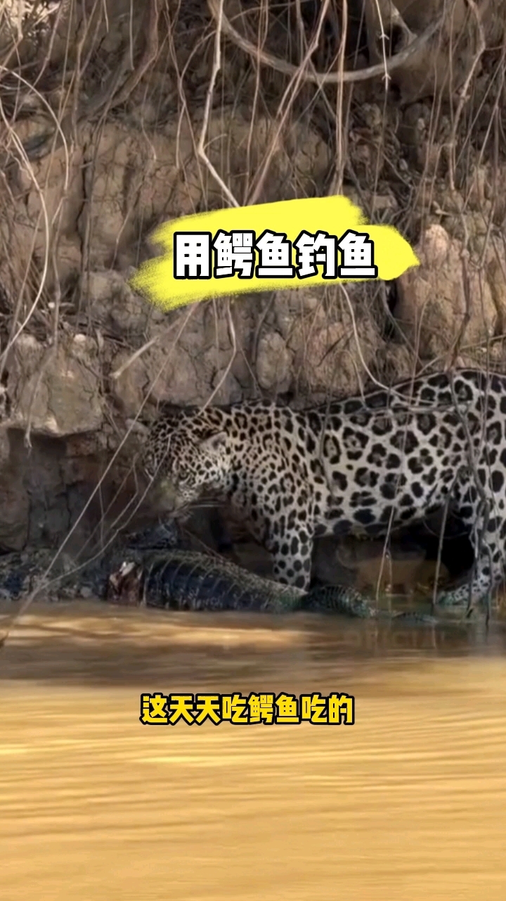 美洲豹鳄鱼都吃腻歪了,这是用鳄鱼当诱饵呢,钓食人鱼呢