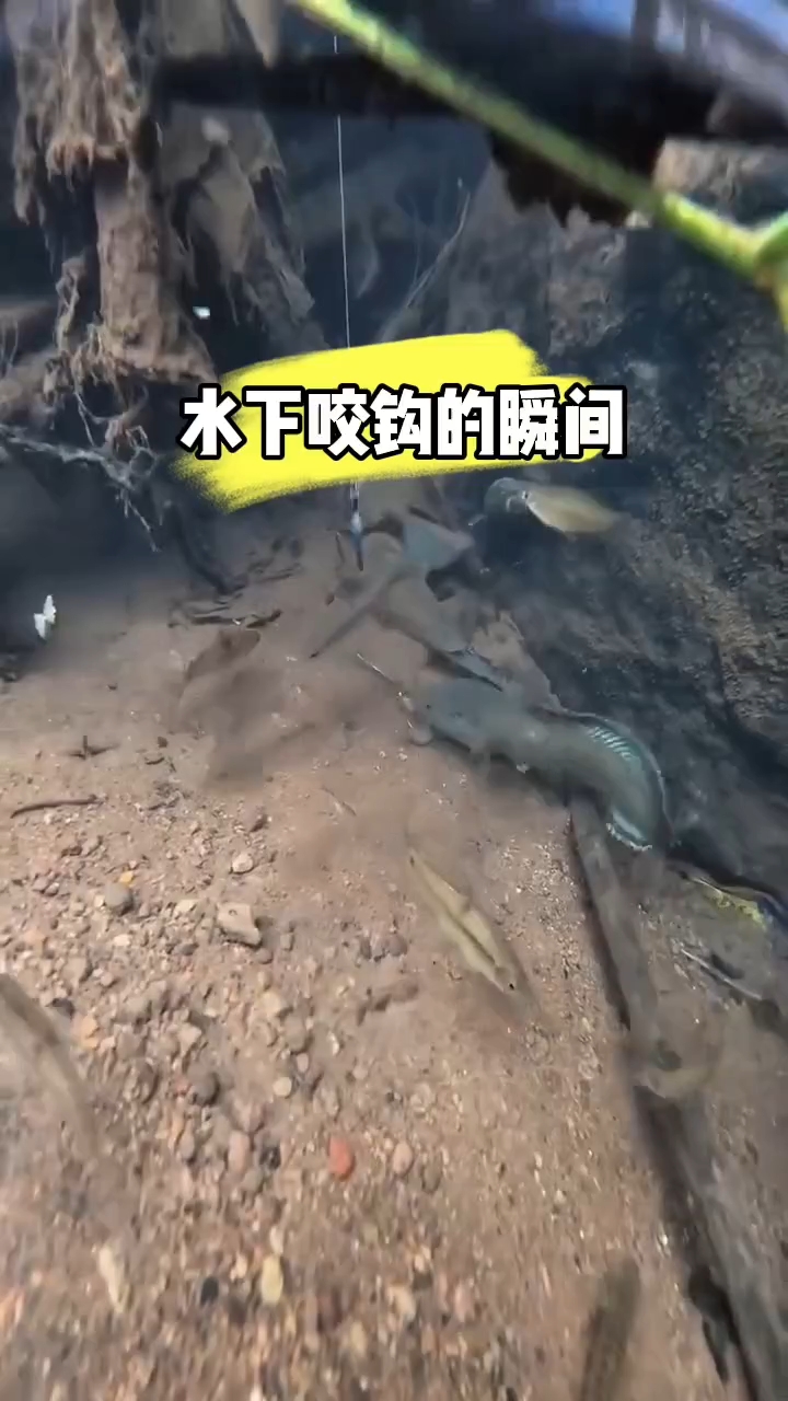 给你们看看水下鱼咬钩是什么情况，是怎么上鱼的，清晰