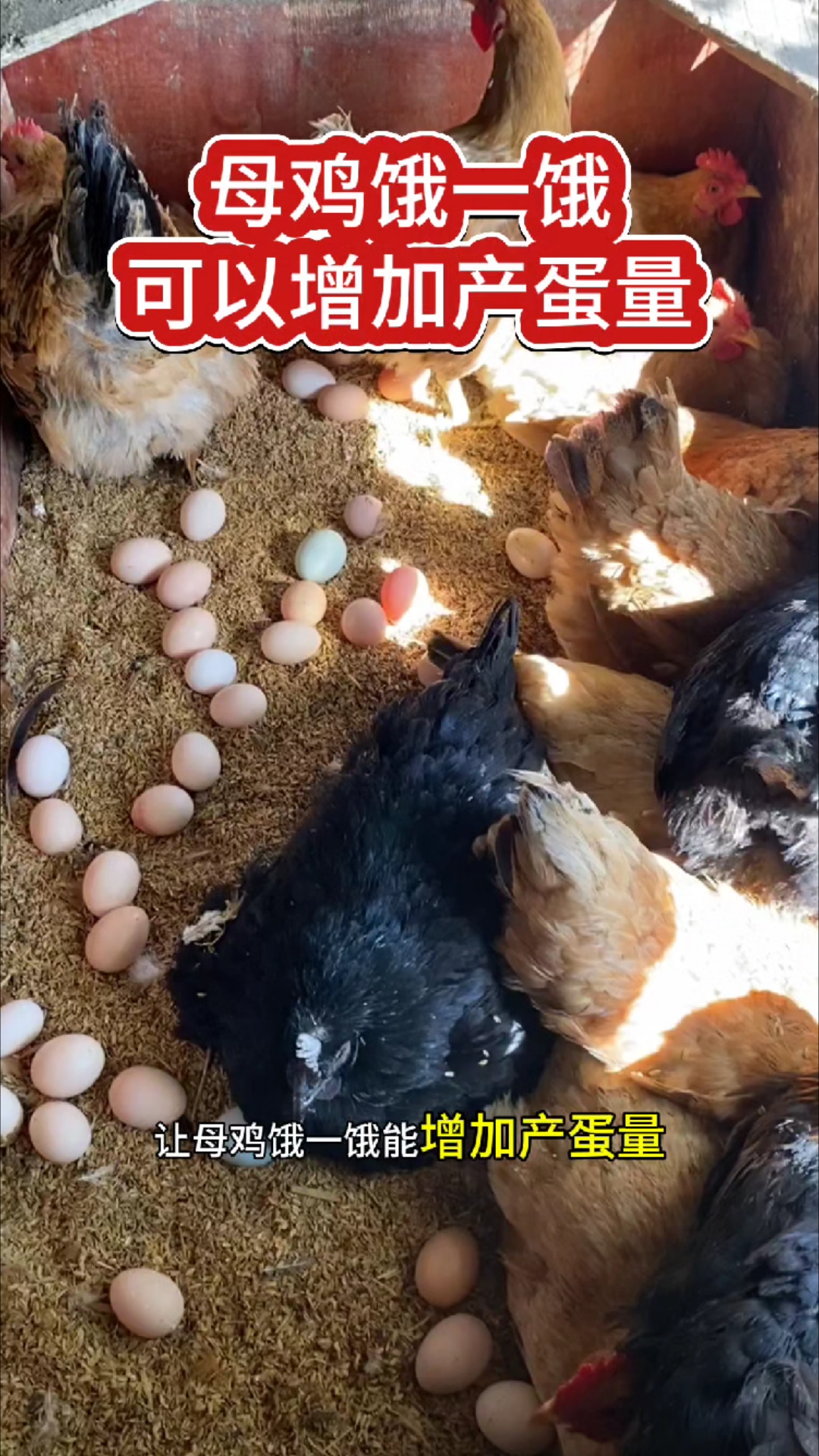 母鸡饿一饿可以增加产蛋量