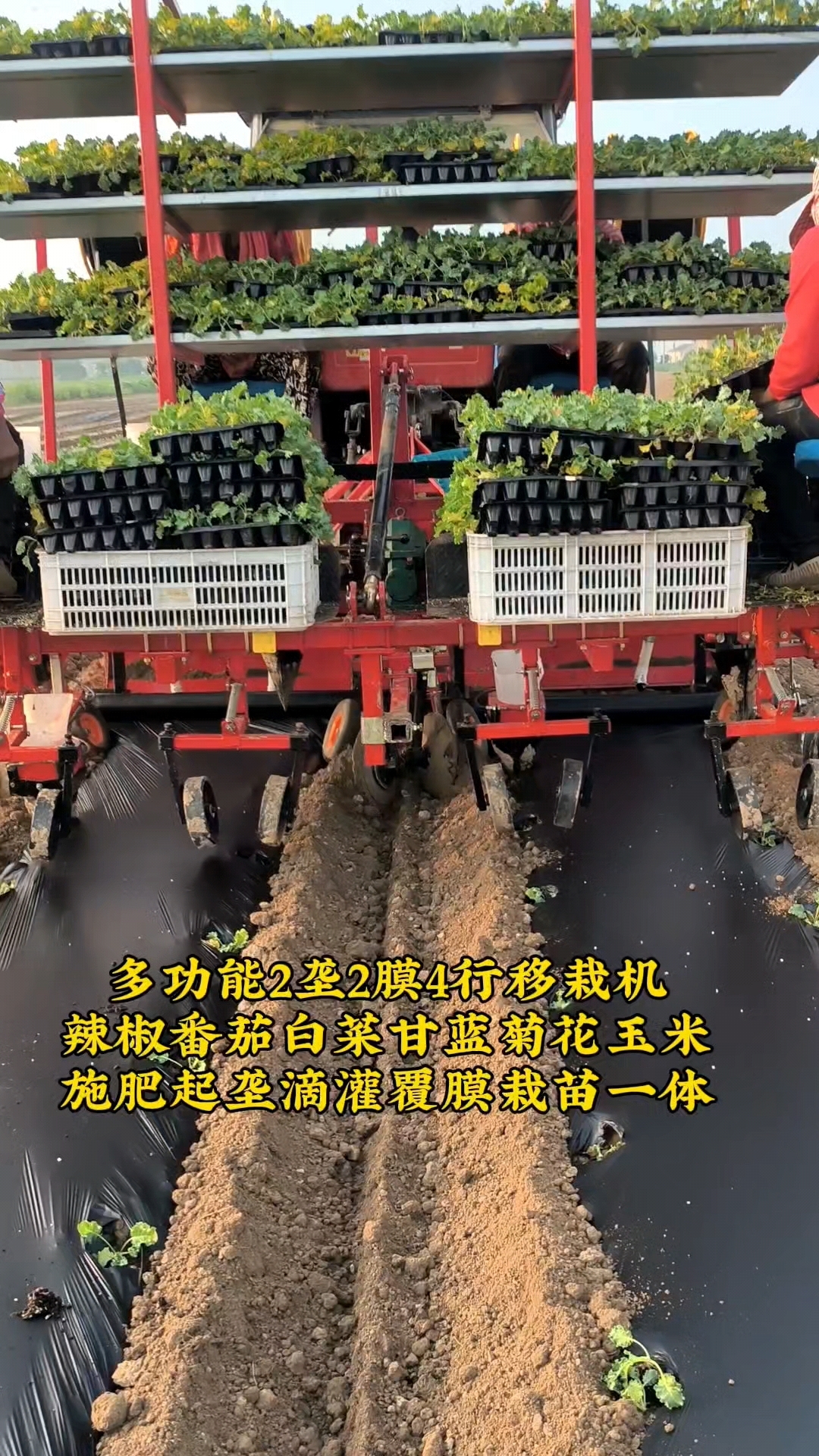 多功能蔬菜药材秧苗起垄覆膜移栽机
