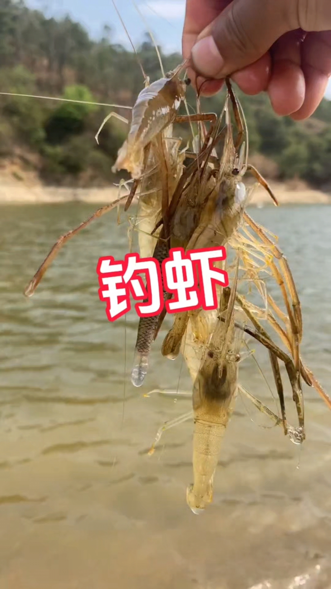 钓虾就是怎么简单