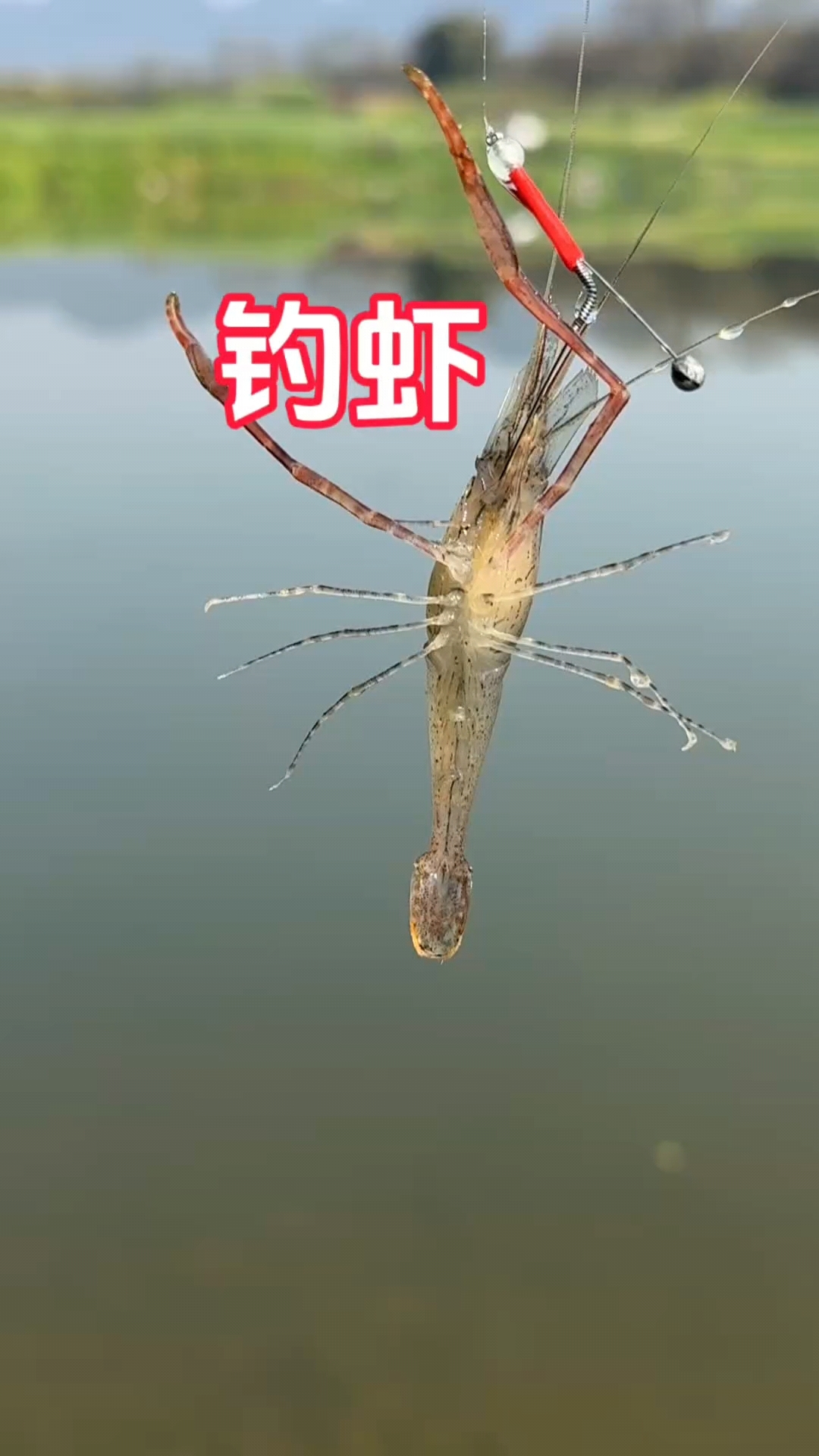 如果你钓不但鱼,就给我一下来钓虾