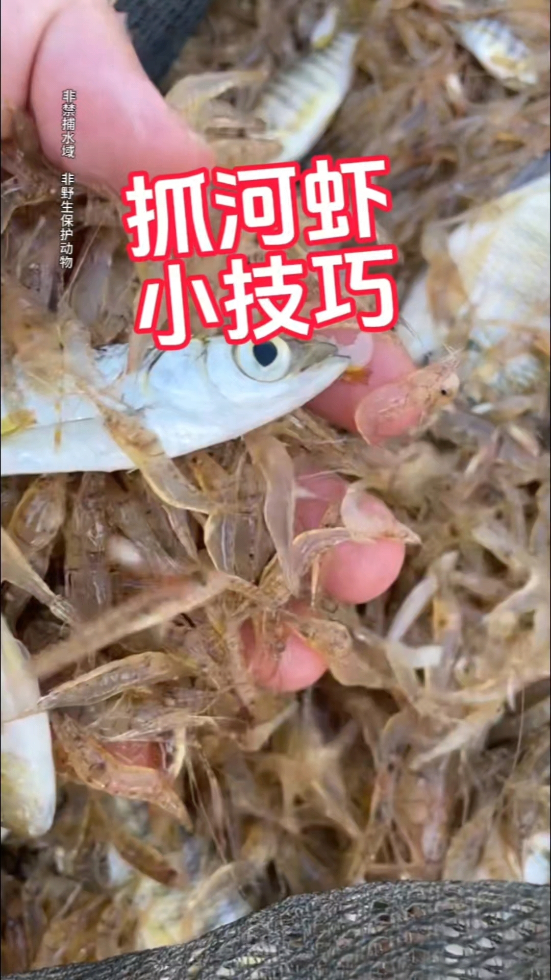 户外抓鳝鱼甲鱼河虾小技巧您知道吗