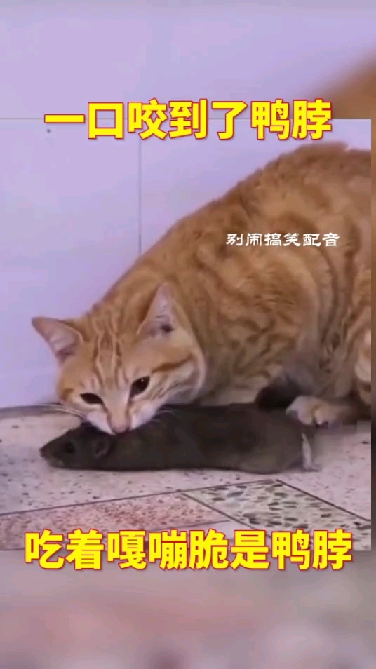 快说你到底是不是鸭脖