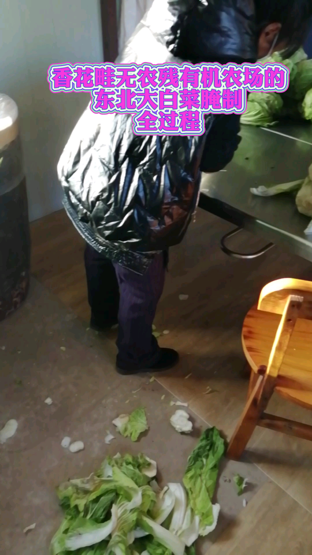 香花畦无农残有机农场的有机大白菜东北酸菜腌制进行中