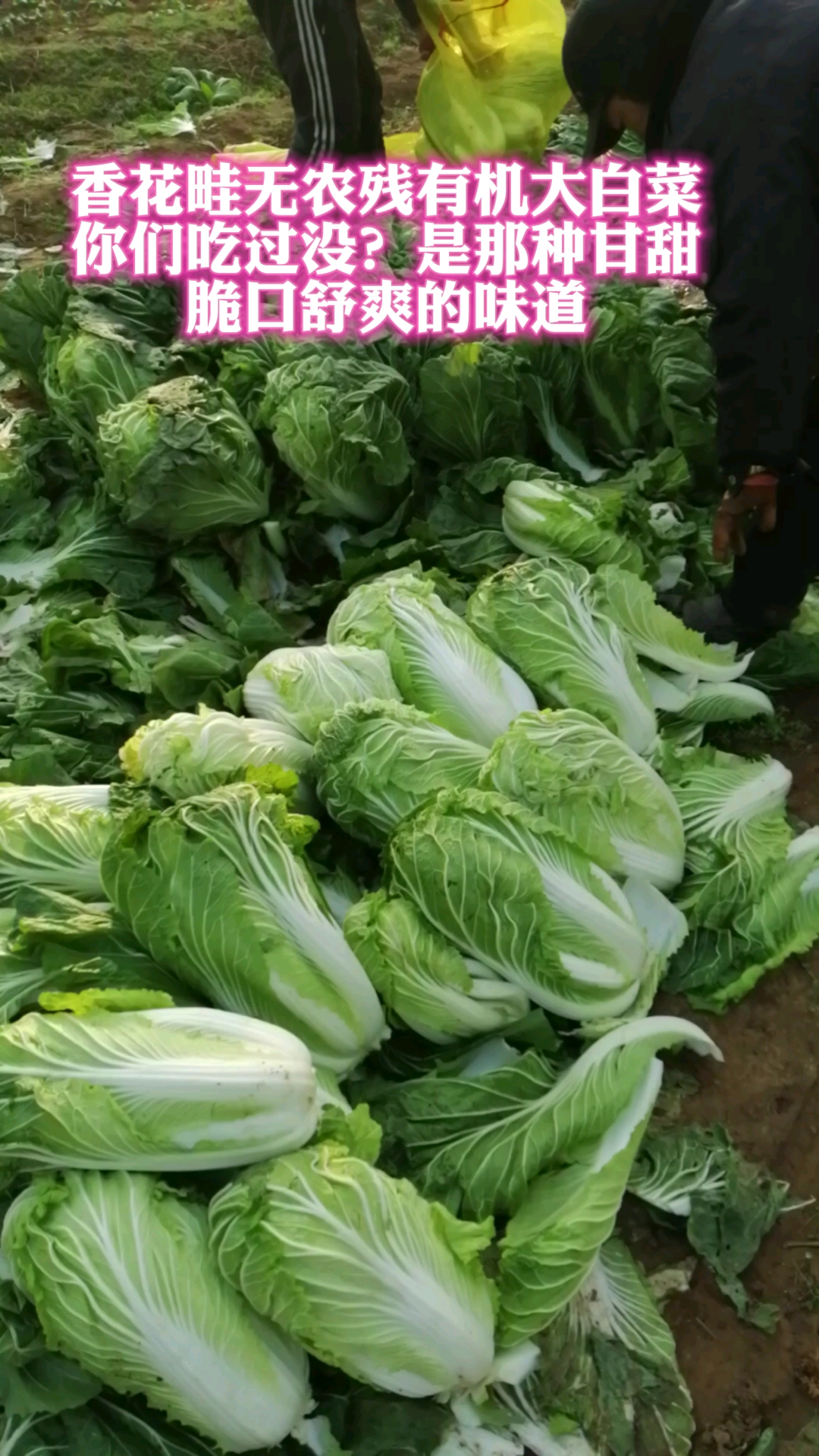 香花畦无农残有机大白菜要的就是儿时的记忆甘甜爽口的感觉