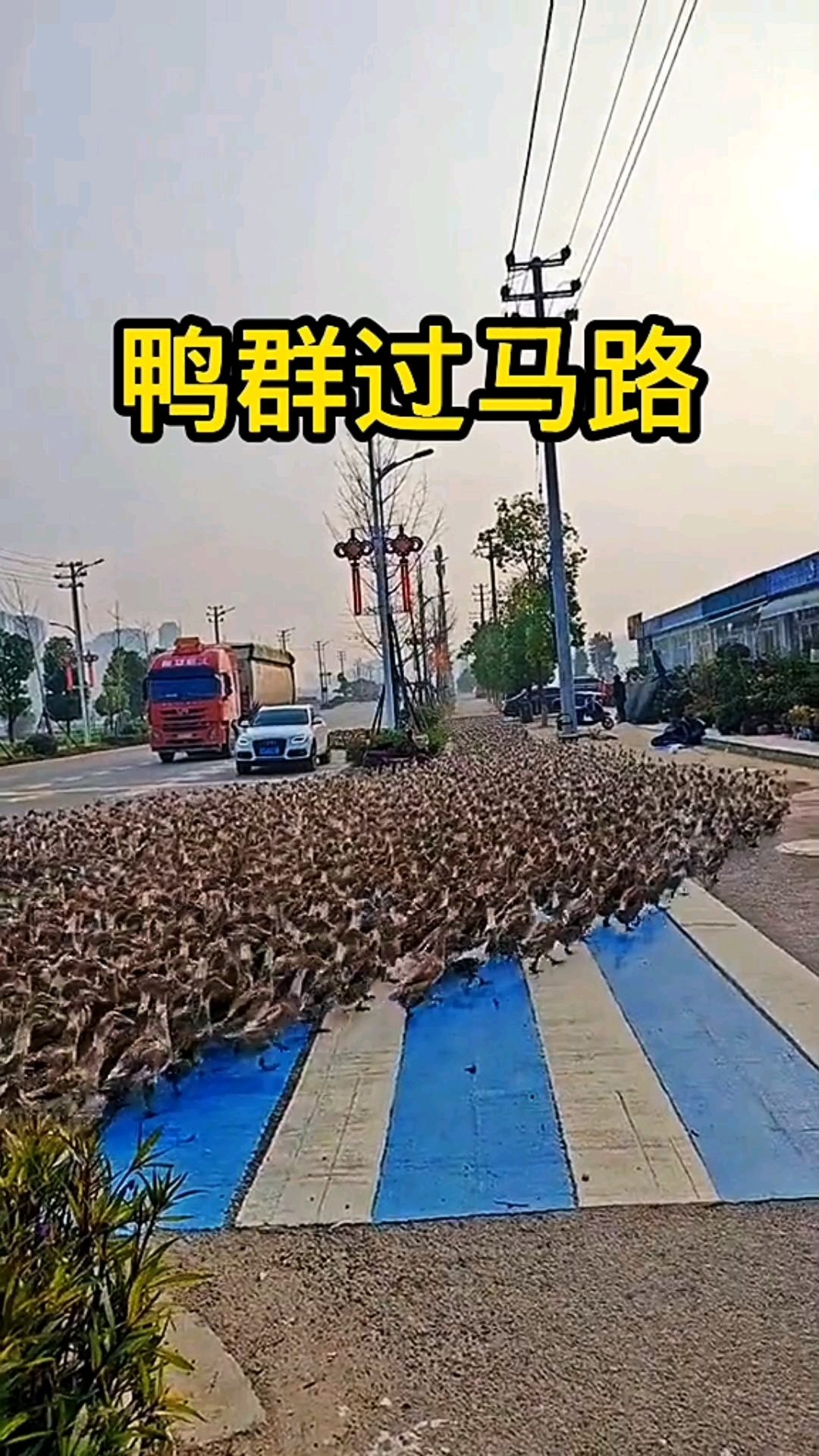 鸭群过马路的震撼场面