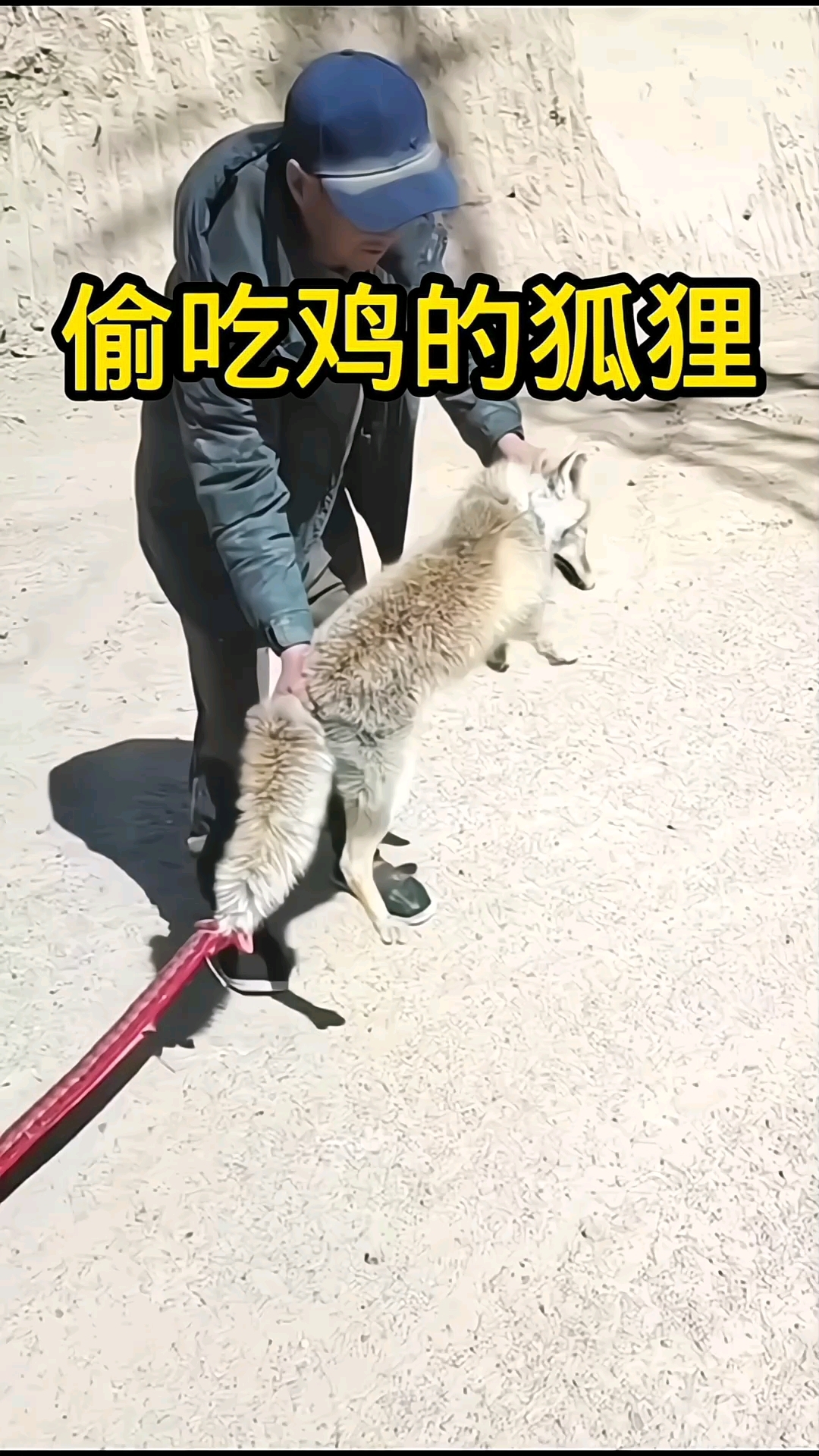 偷吃鸡的狐狸～