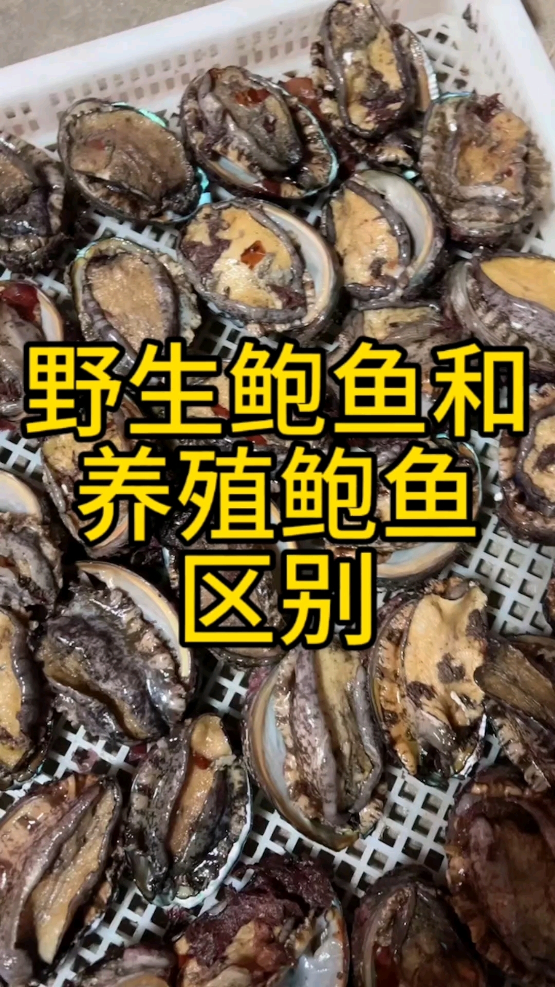 能不能分辨出来野生和养殖鲍鱼的区别?基本操作是看壳,黑为野生
