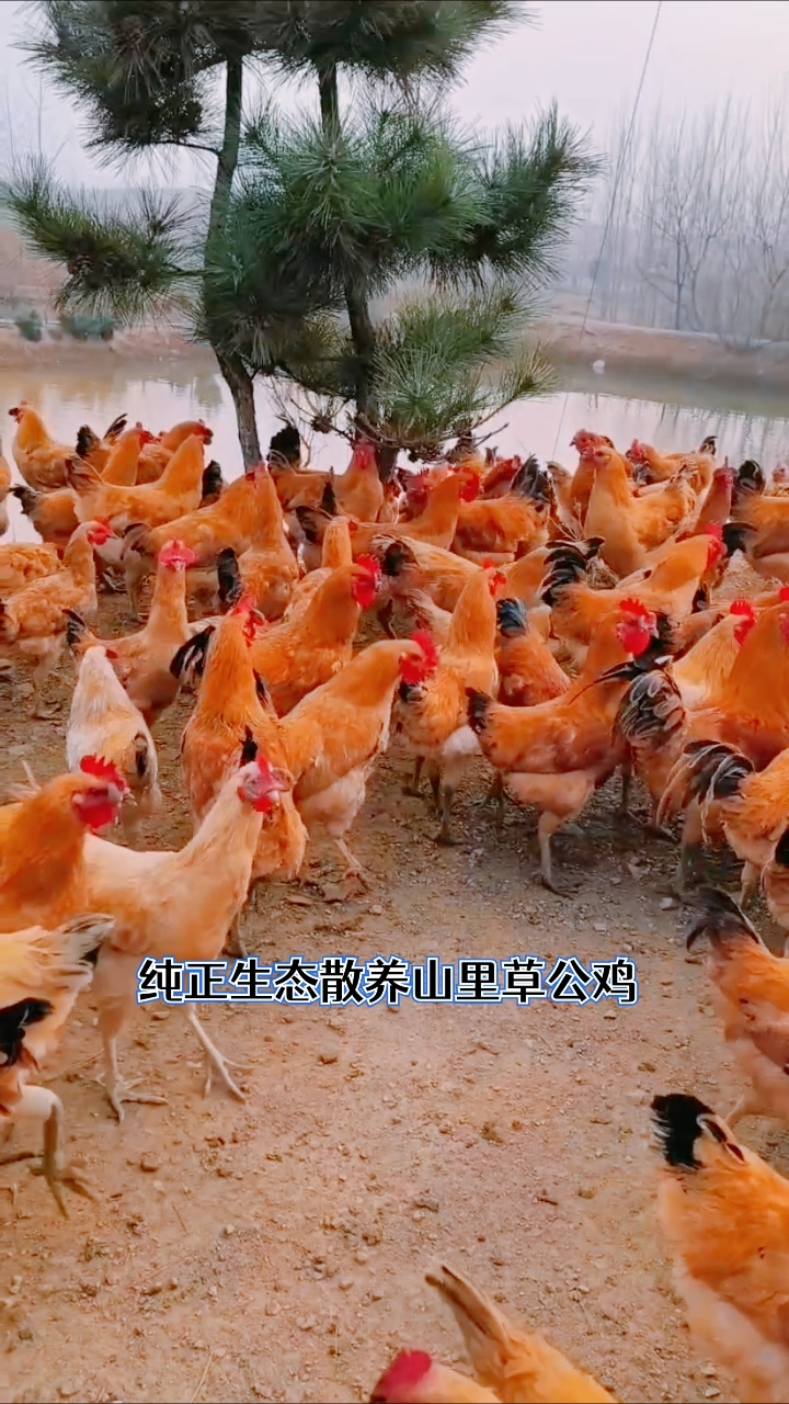 纯生态散养吃地瓜长大的草公鸡野香猪老水鹅不是有钱就能买到的