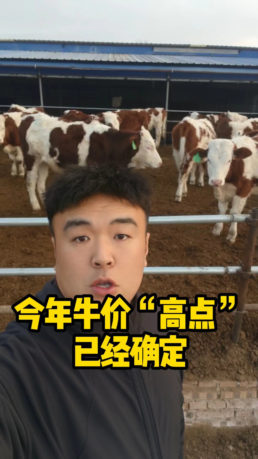 今年牛价高点已经确定 #养牛人日常# #农村养殖生活# #养牛场 #肉牛价格#