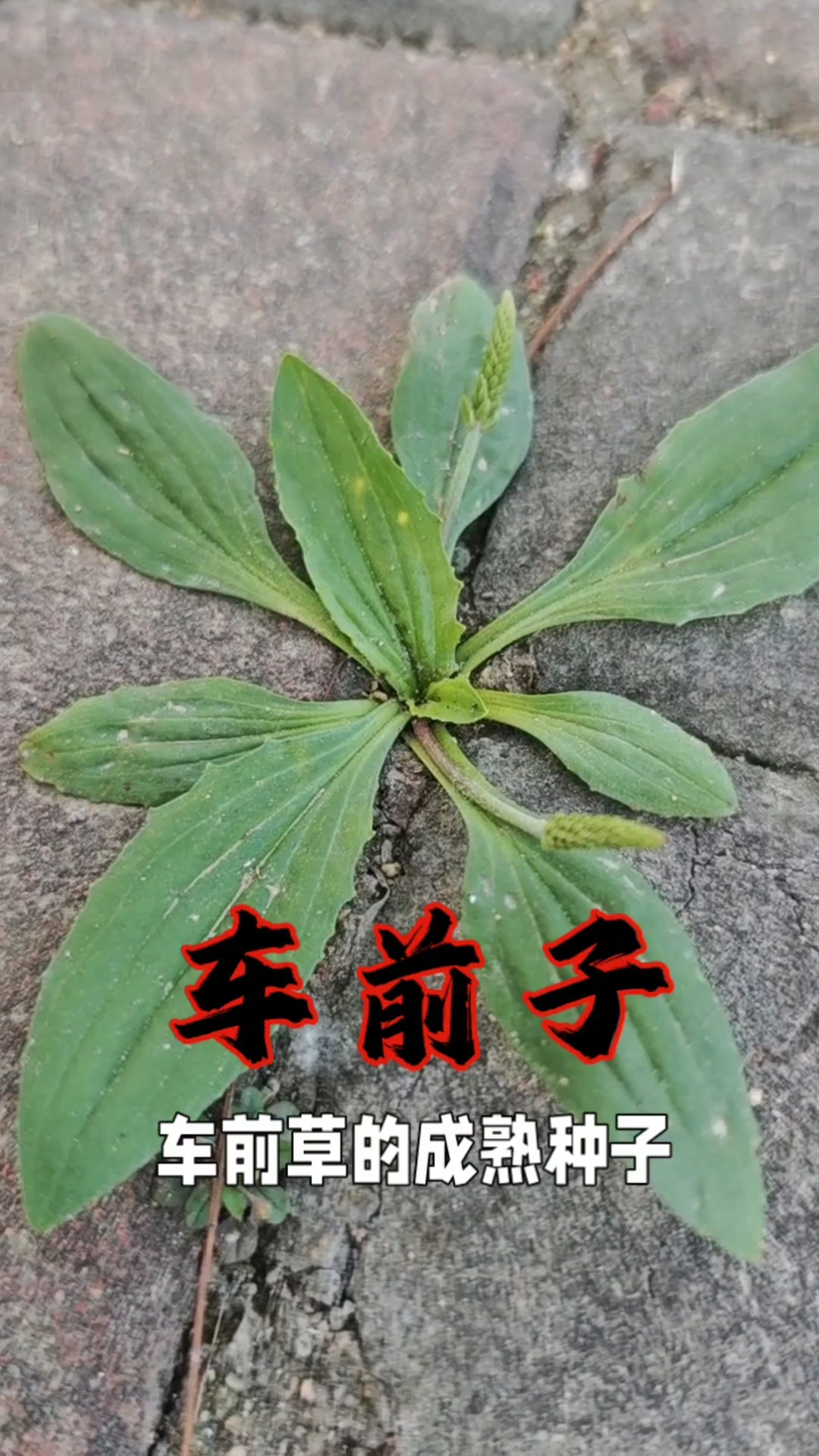 兽药车前子农村路边遍地都是,养殖有大用处