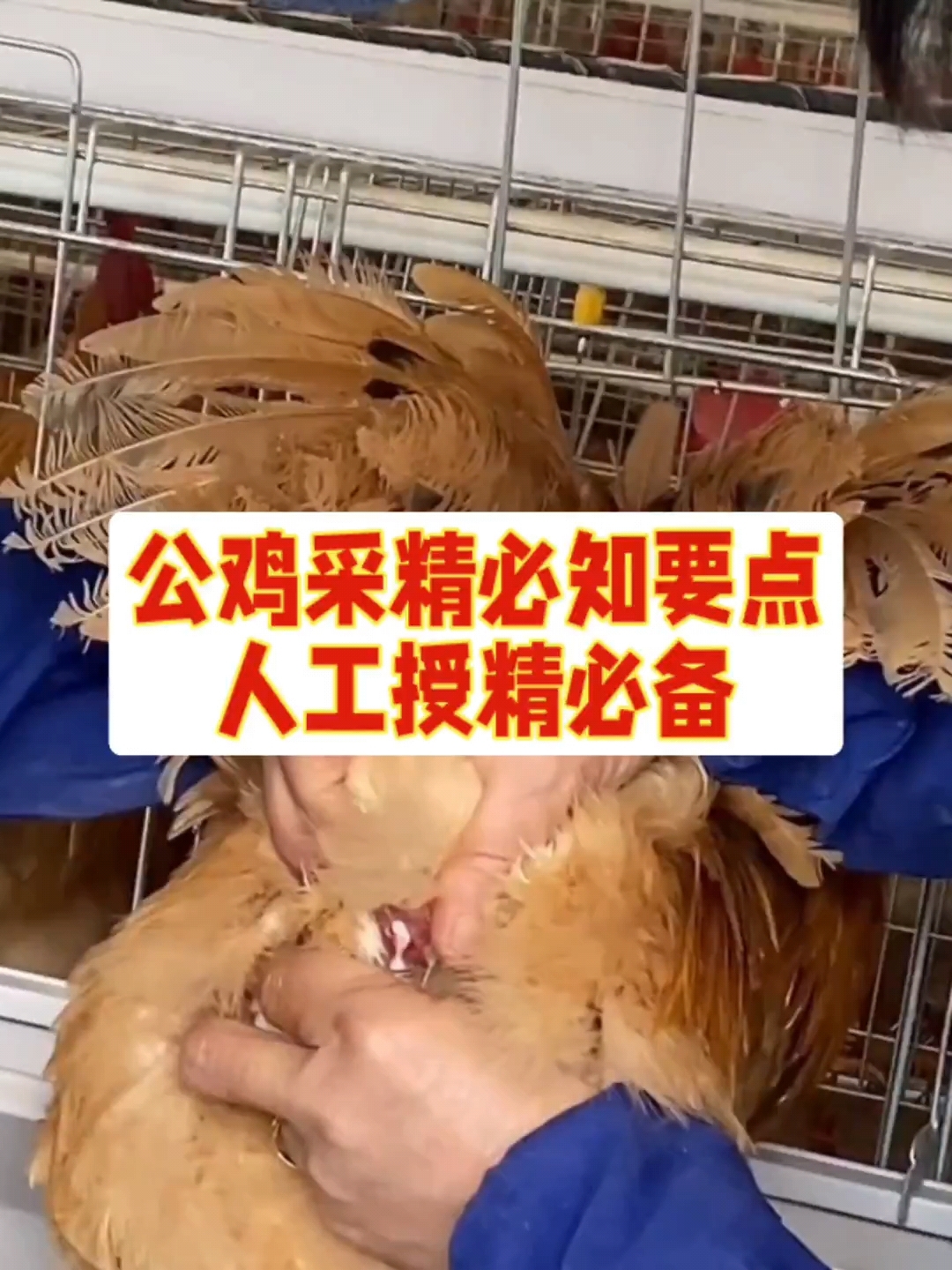 公鸡采精必知要点
