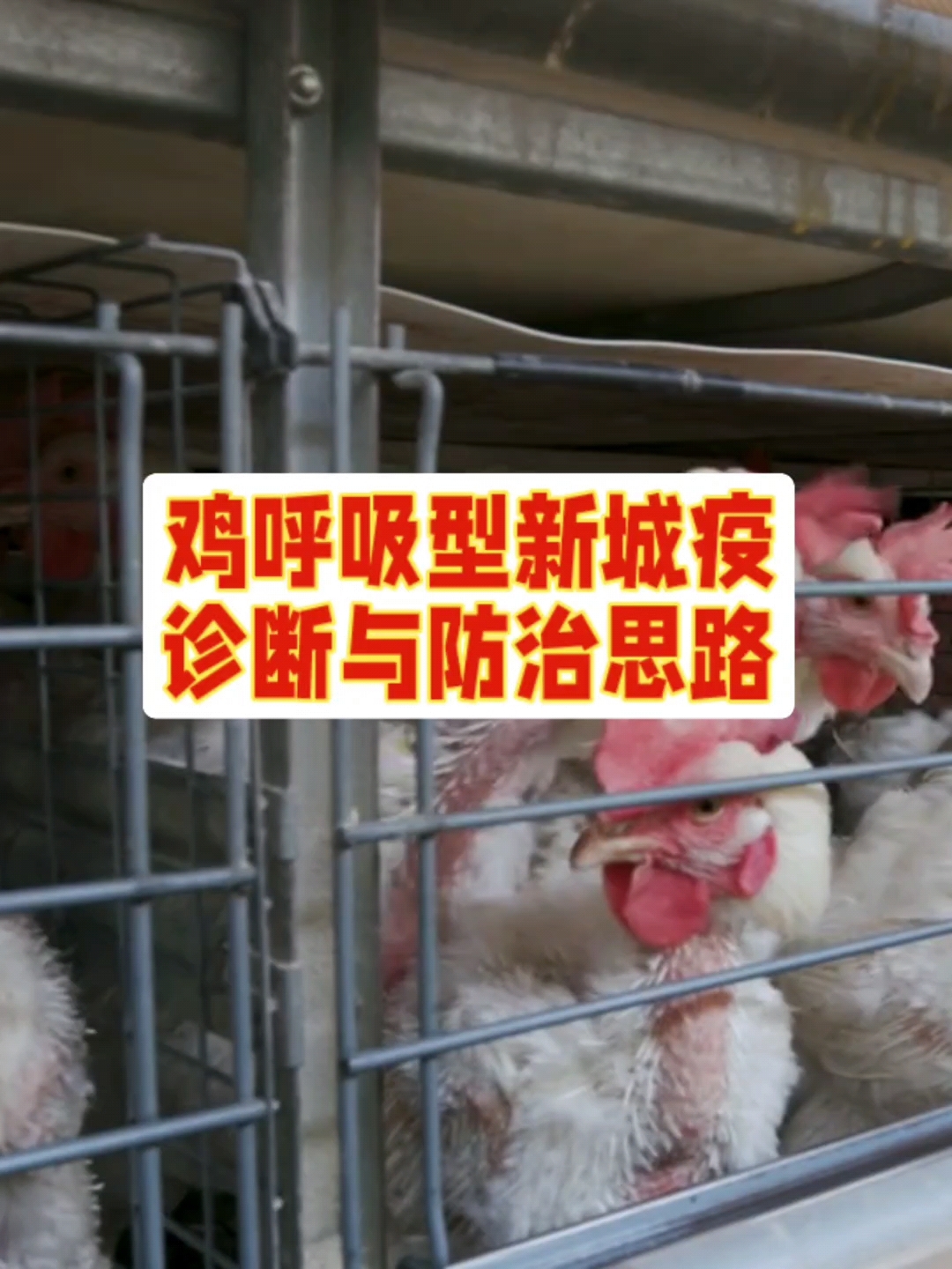 鸡呼吸性新城疫诊断要点与防治方案