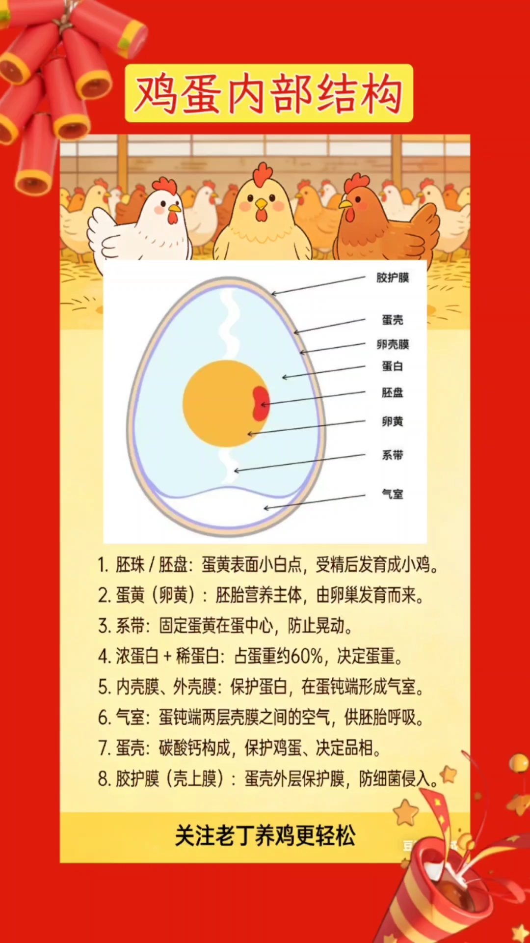 鸡蛋内部结构#散养土鸡日常#